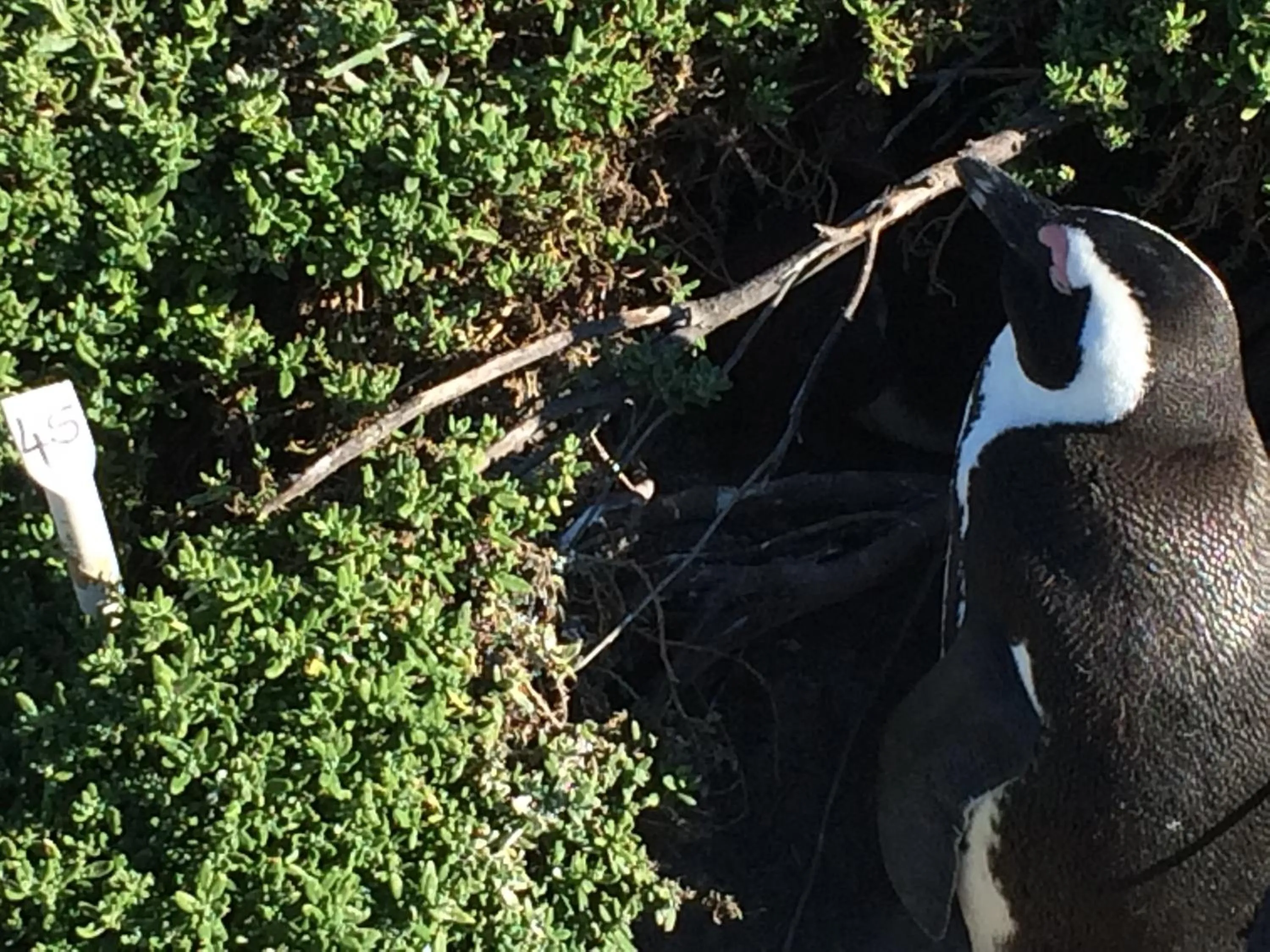 Nearby landmark in Hermanus Backpackers & Budget Accommodation