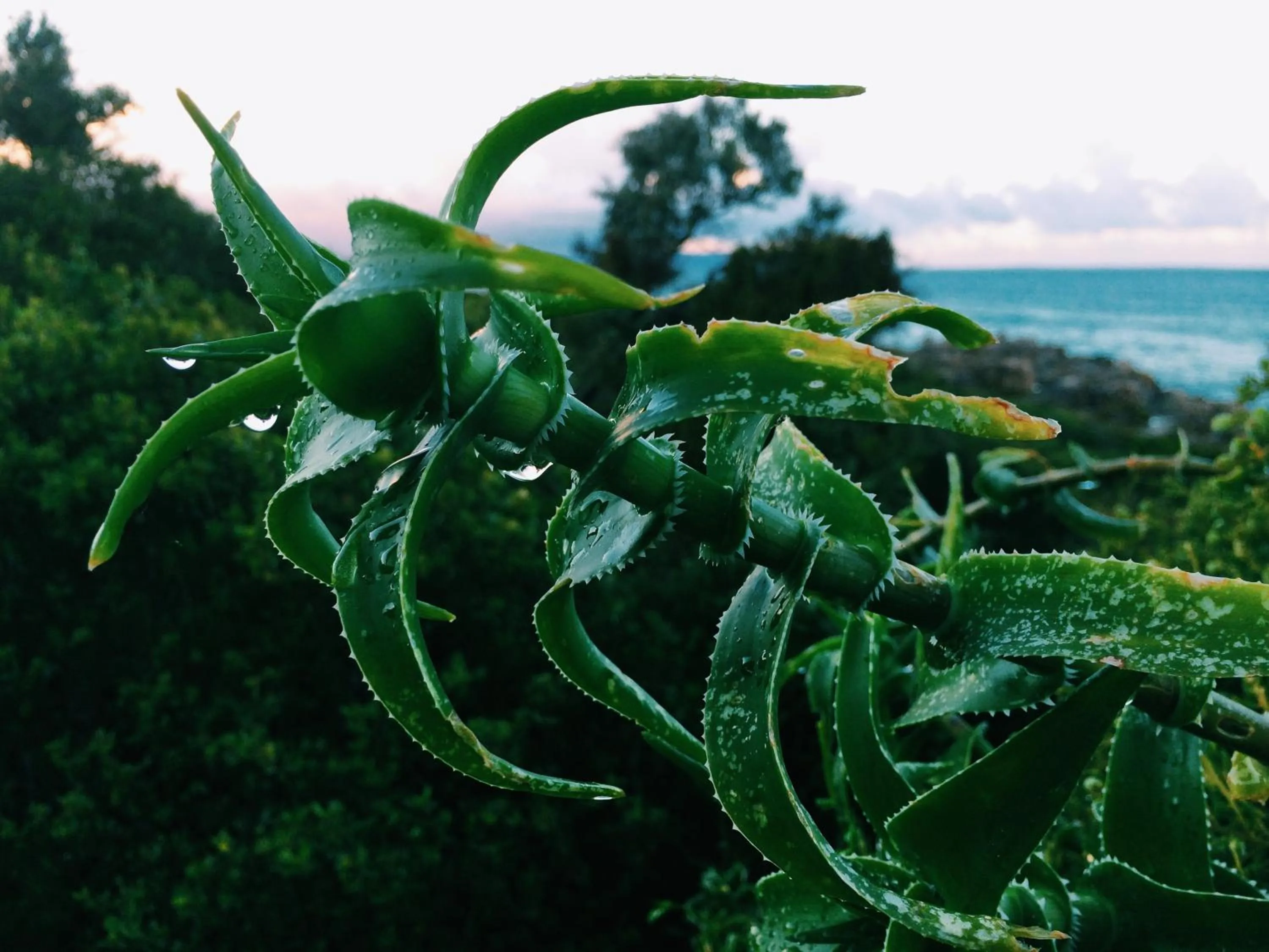 Natural landscape in Hermanus Backpackers & Budget Accommodation