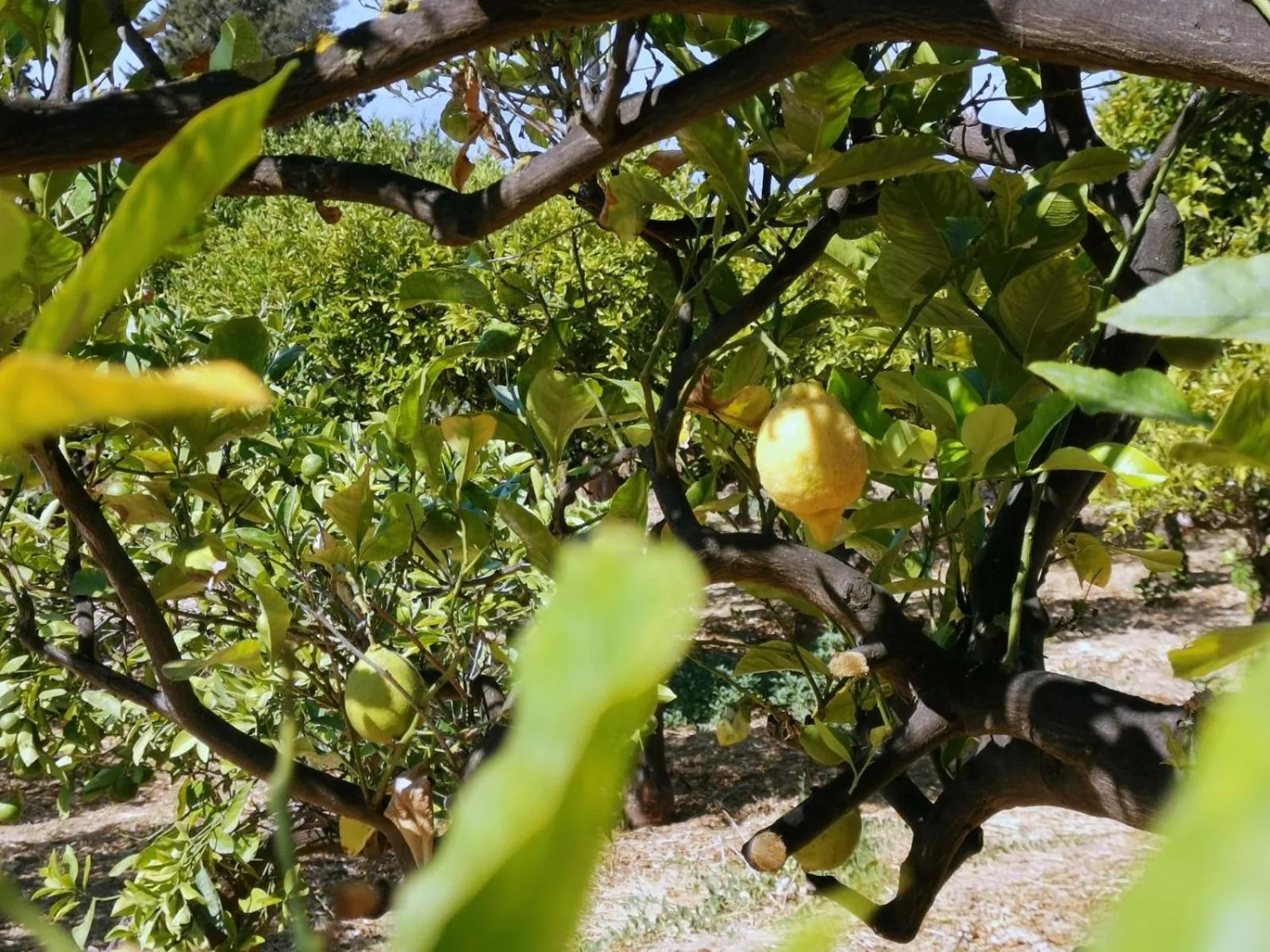 Day in Villa La Lumia B&B Suites & Apartments