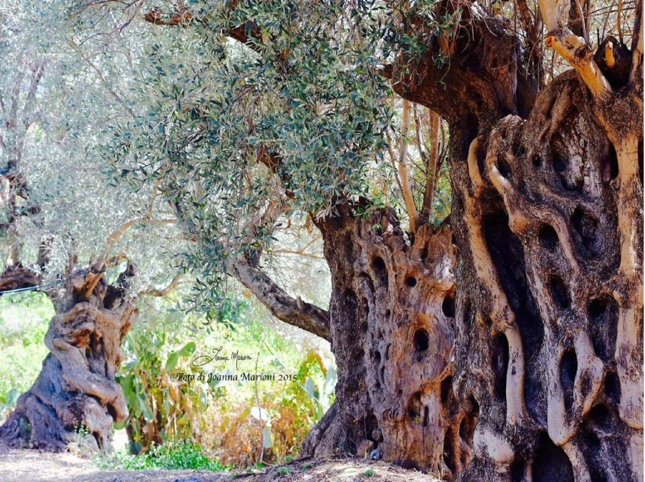 Garden in Villa La Lumia B&B Suites & Apartments