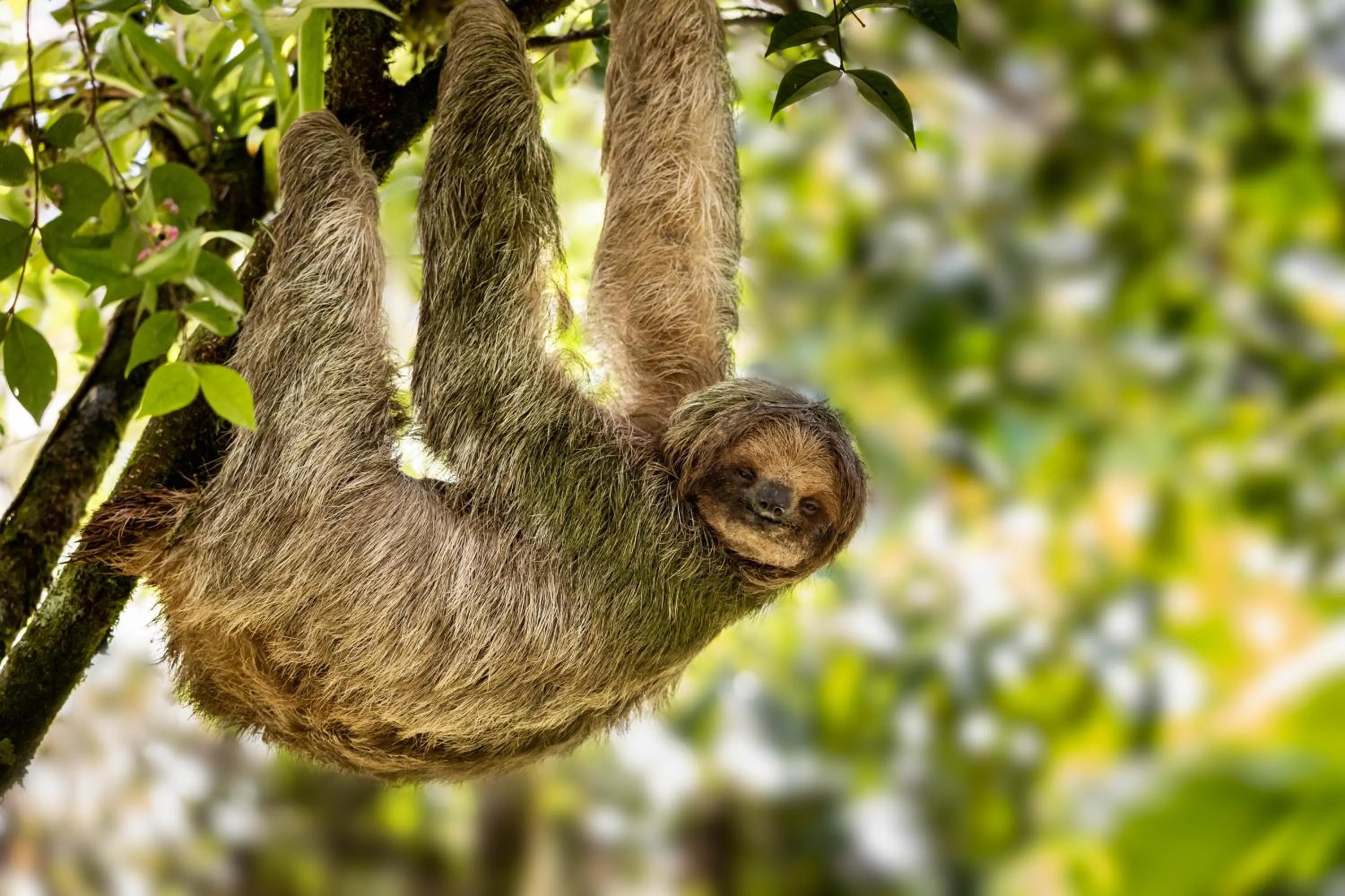 Animals in Tifakara Boutique Hotel & Birding Oasis