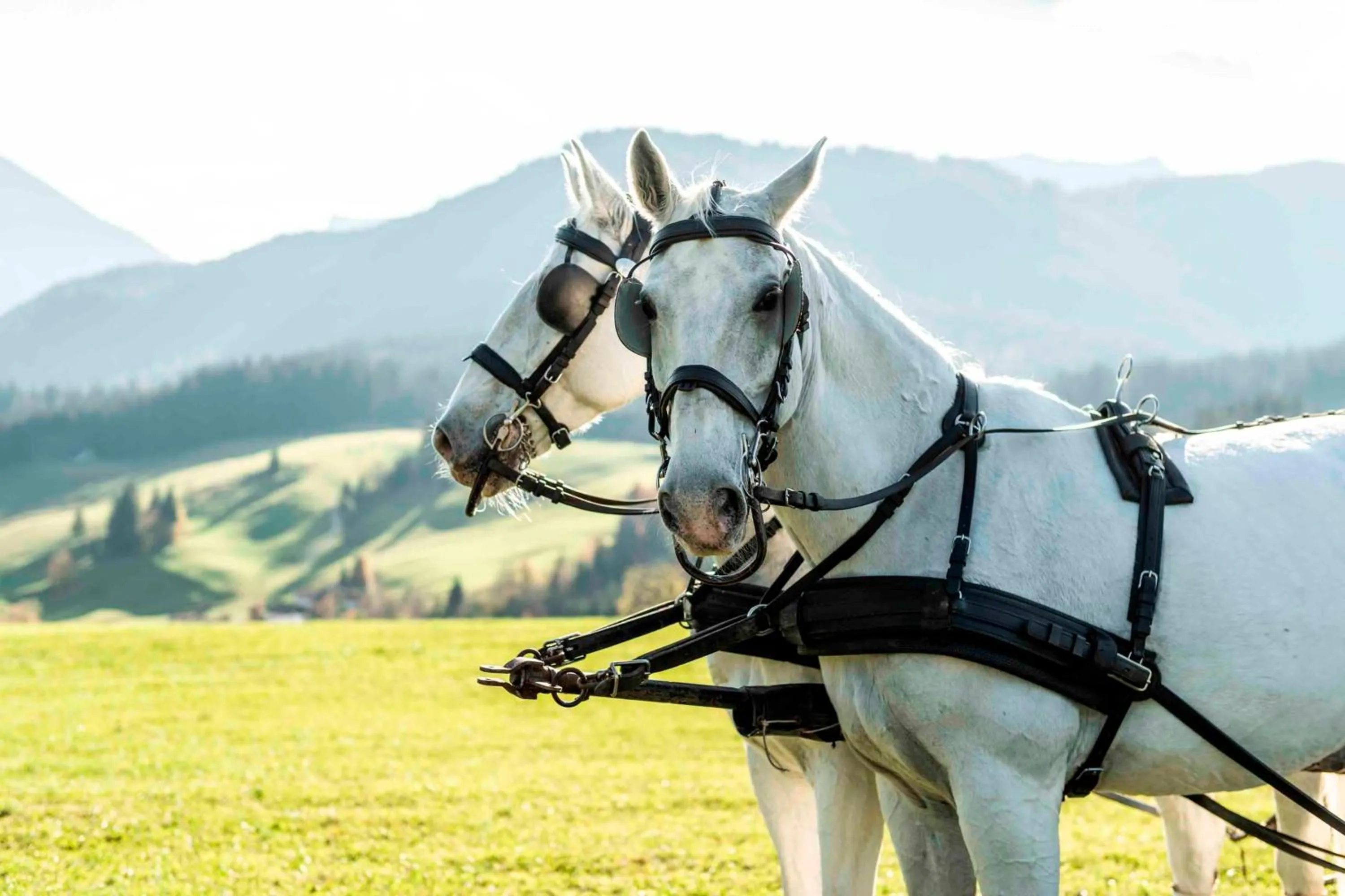 Day in Posthotel Achenkirch Resort and Spa - Adults Only