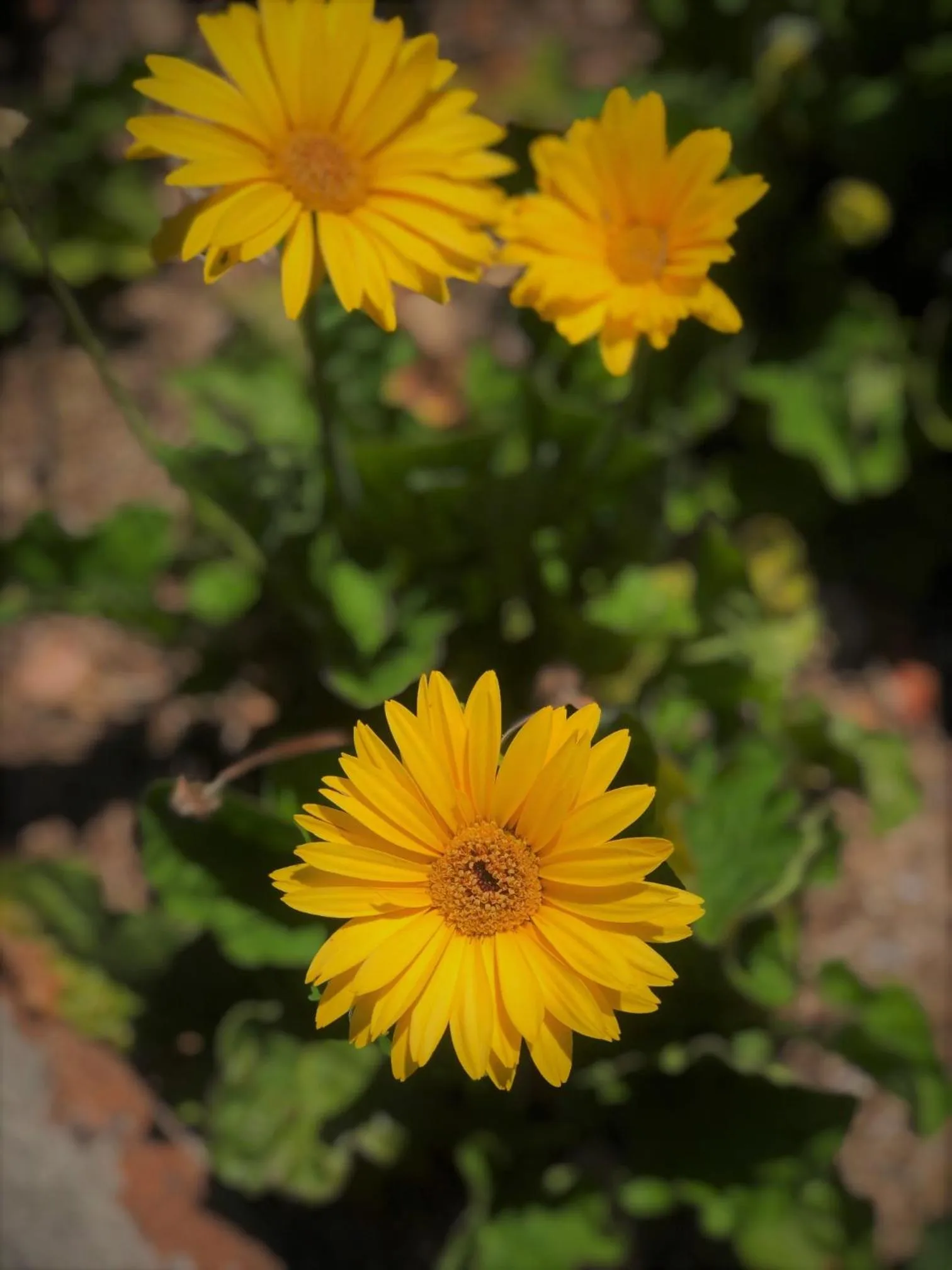 Stahlecker House Inn