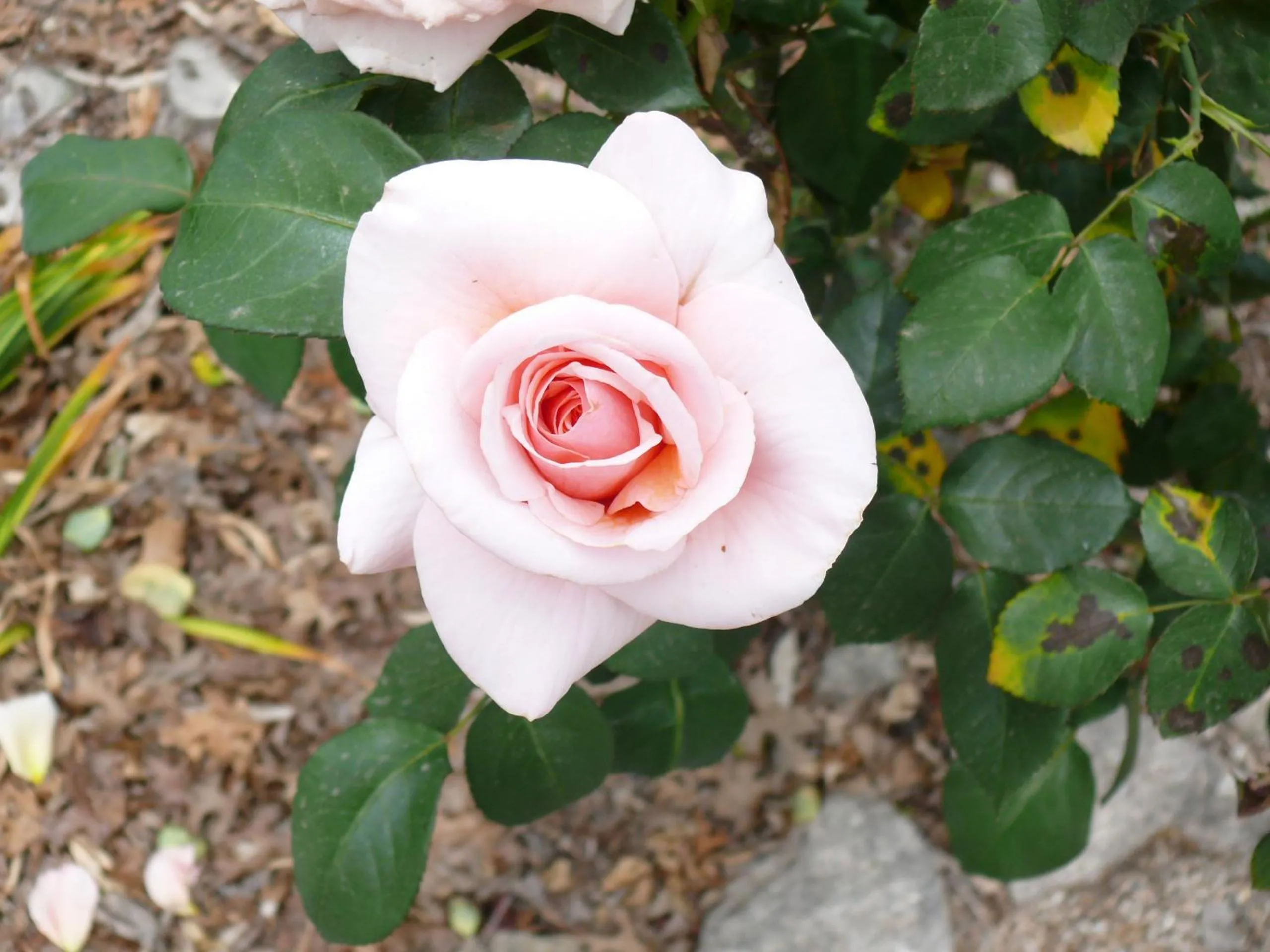Garden in Milawa Motel