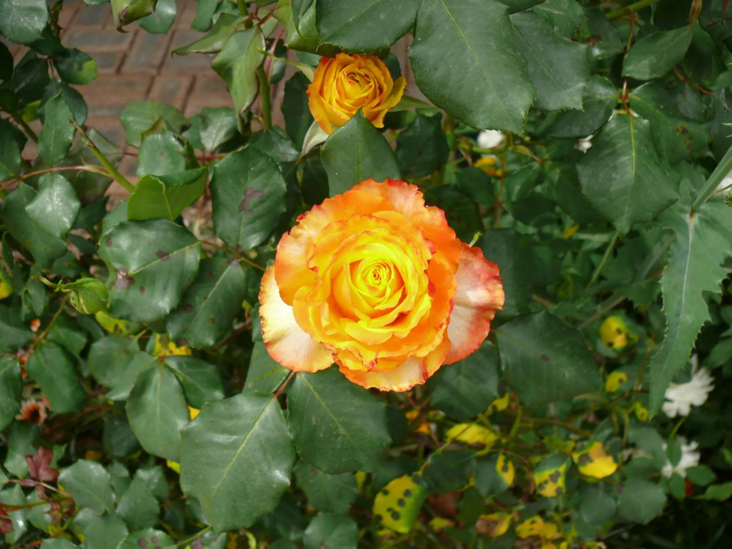 Garden in Milawa Motel