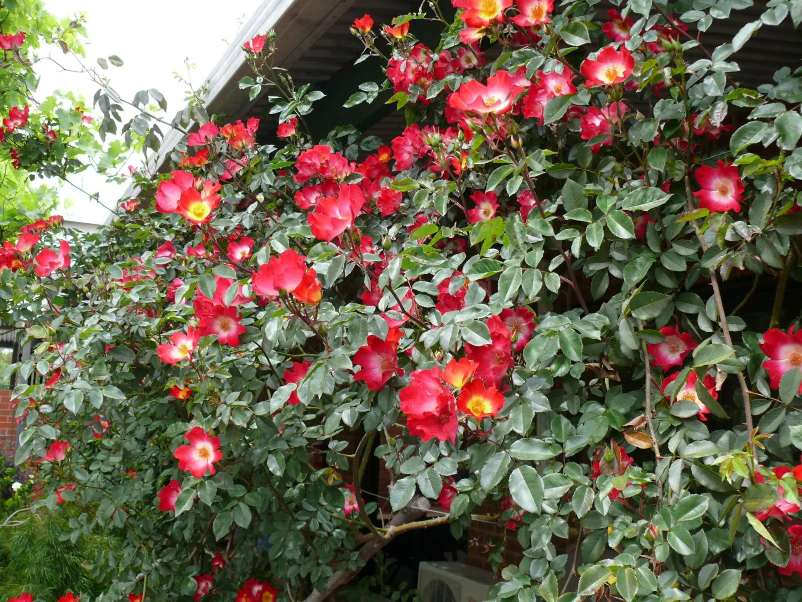 Garden in Milawa Motel