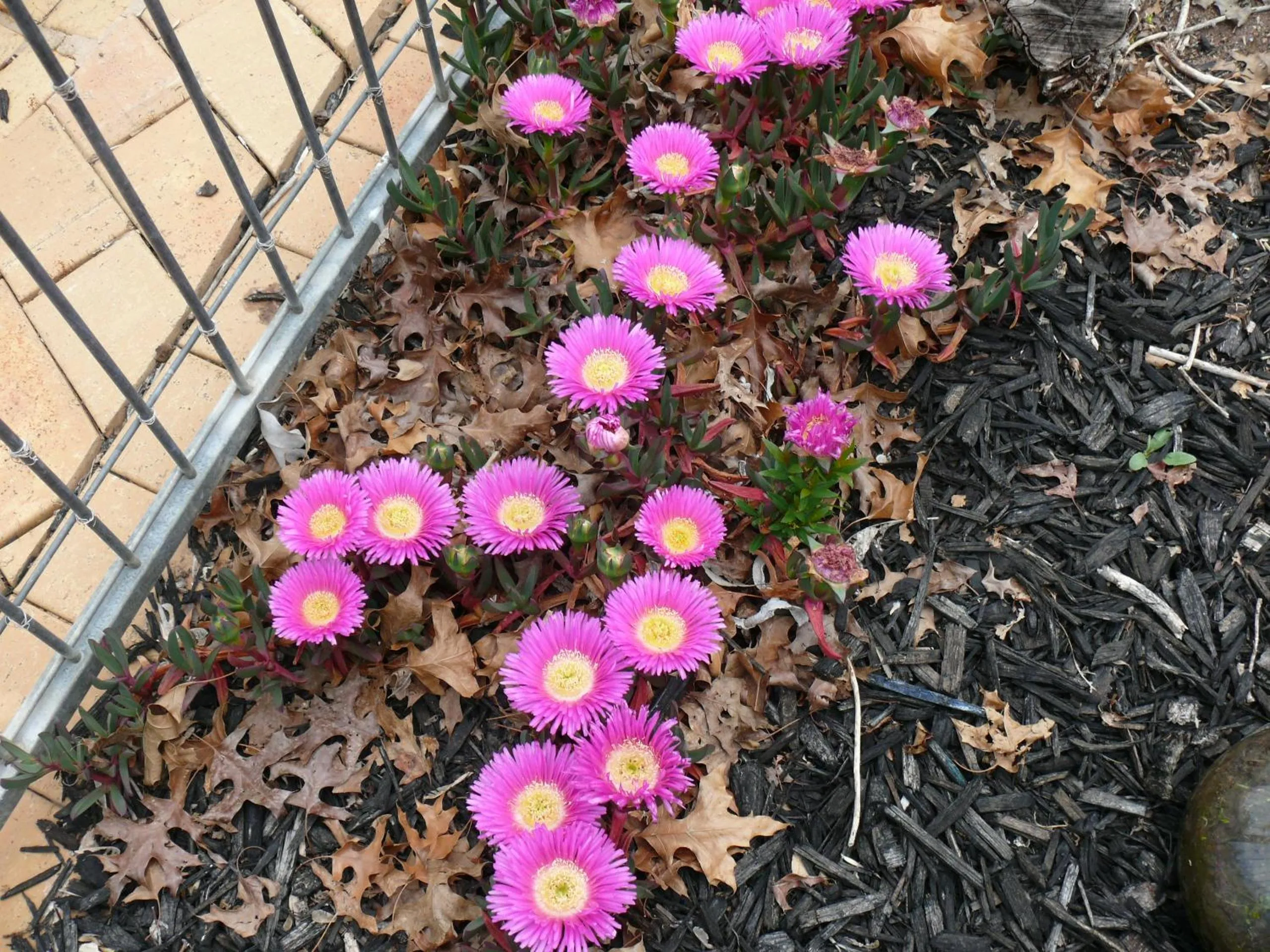 Garden in Milawa Motel