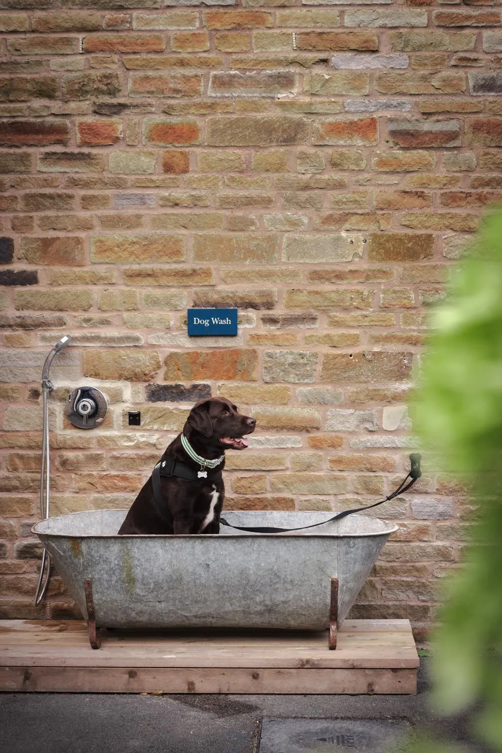 pet friendly in The Hide