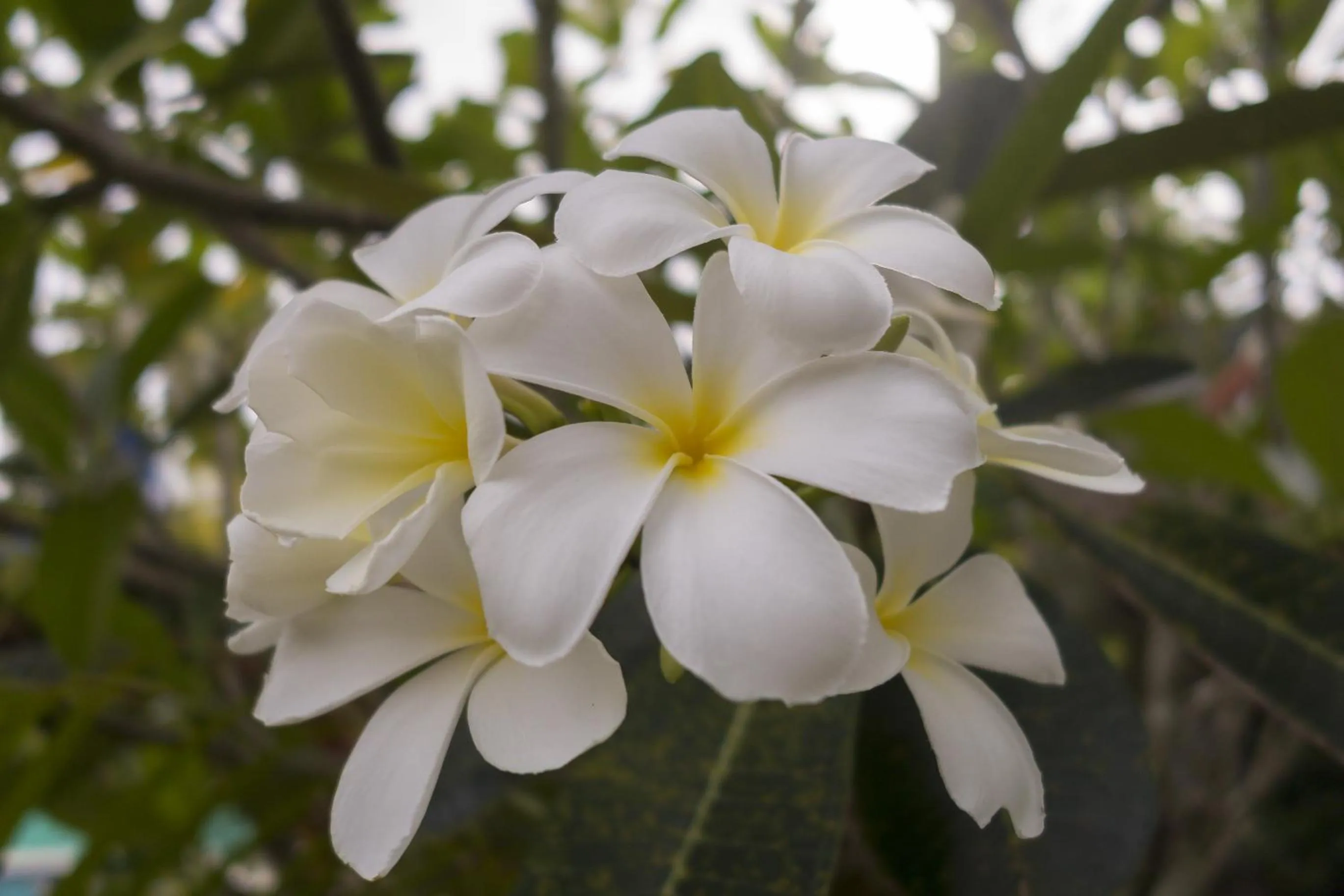 Spring in Boonya Resort Koh Chang