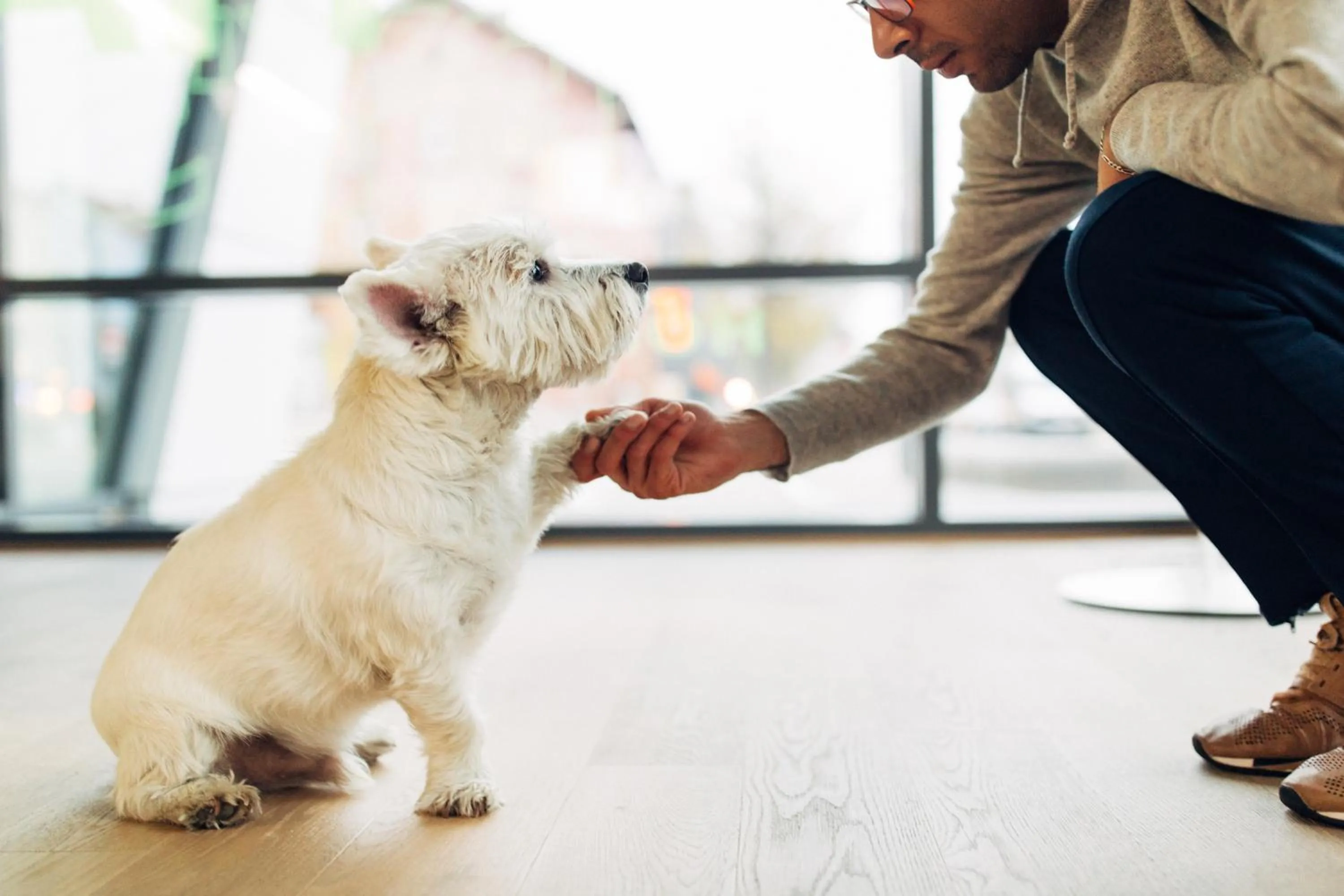 Pets in harry's home München hotel & apartments