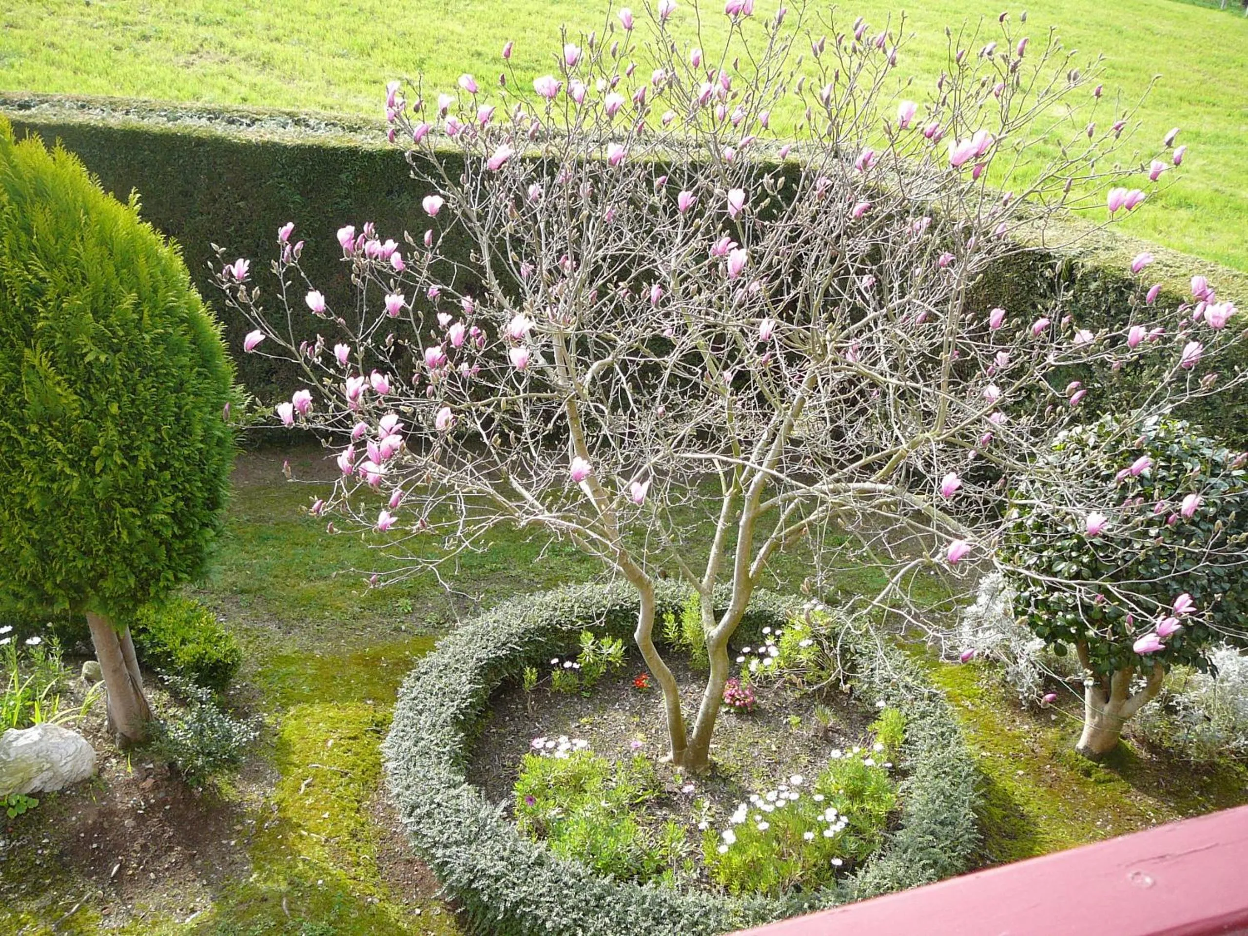 Garden in Hotel el Pinar