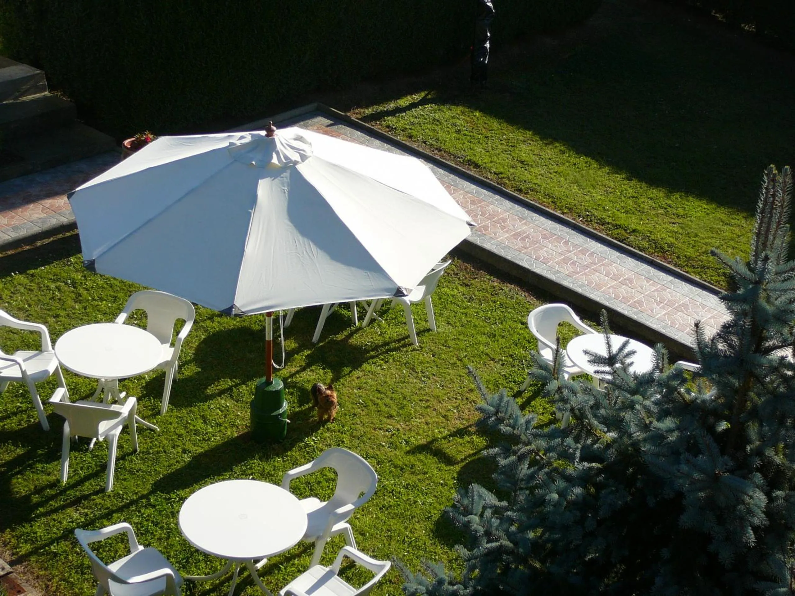 Pets in Hotel el Pinar