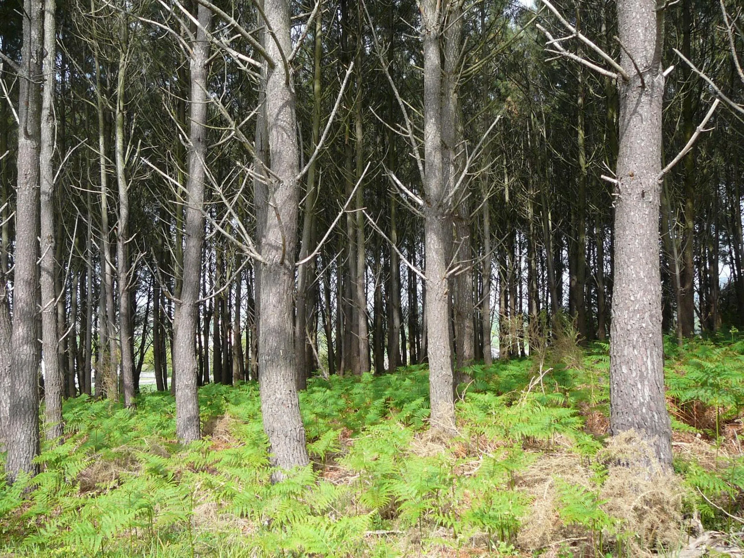 Bird's eye view in Hotel el Pinar