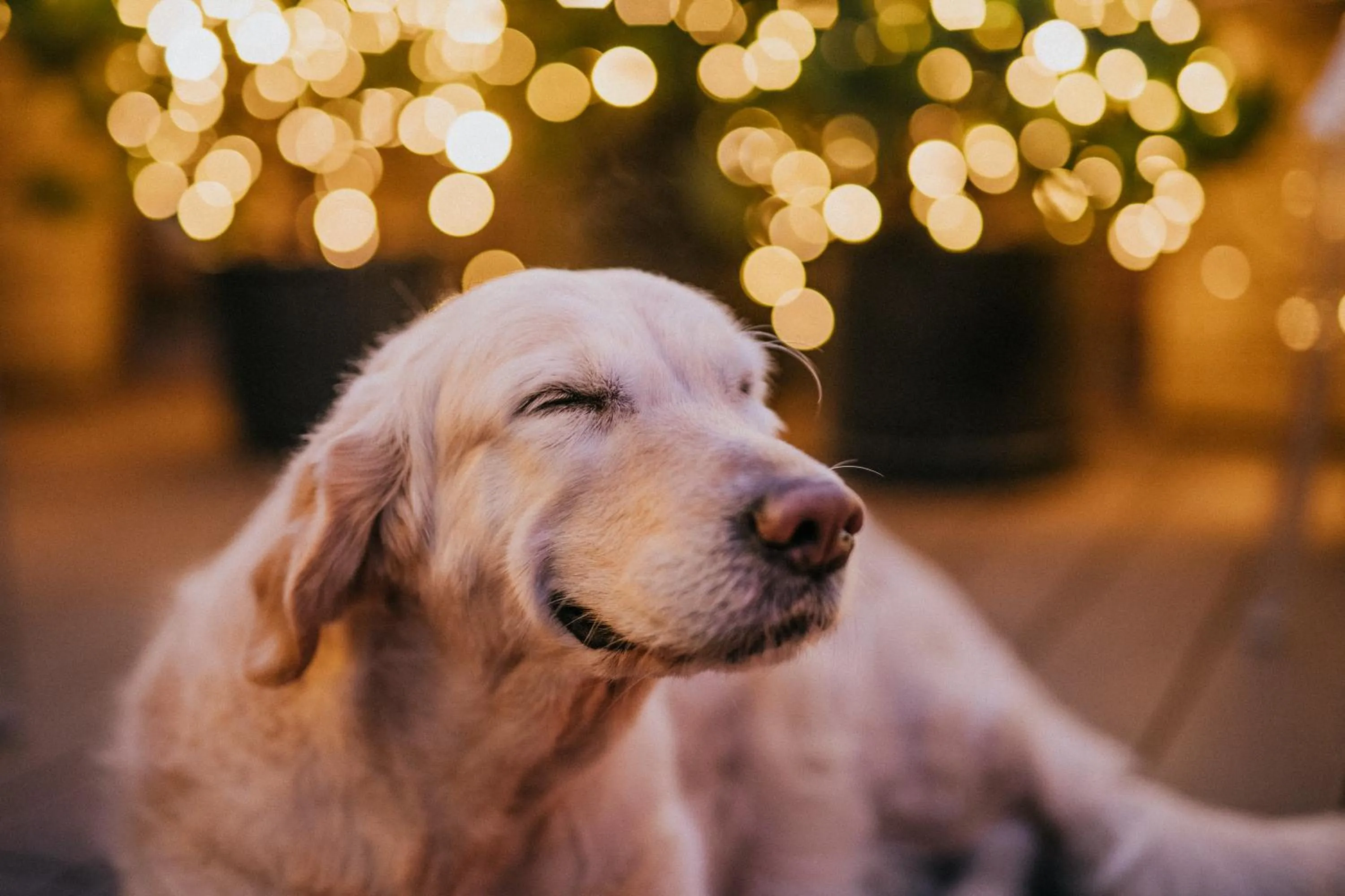 Lounge or bar in Aria Hotel Budapest by Library Hotel Collection