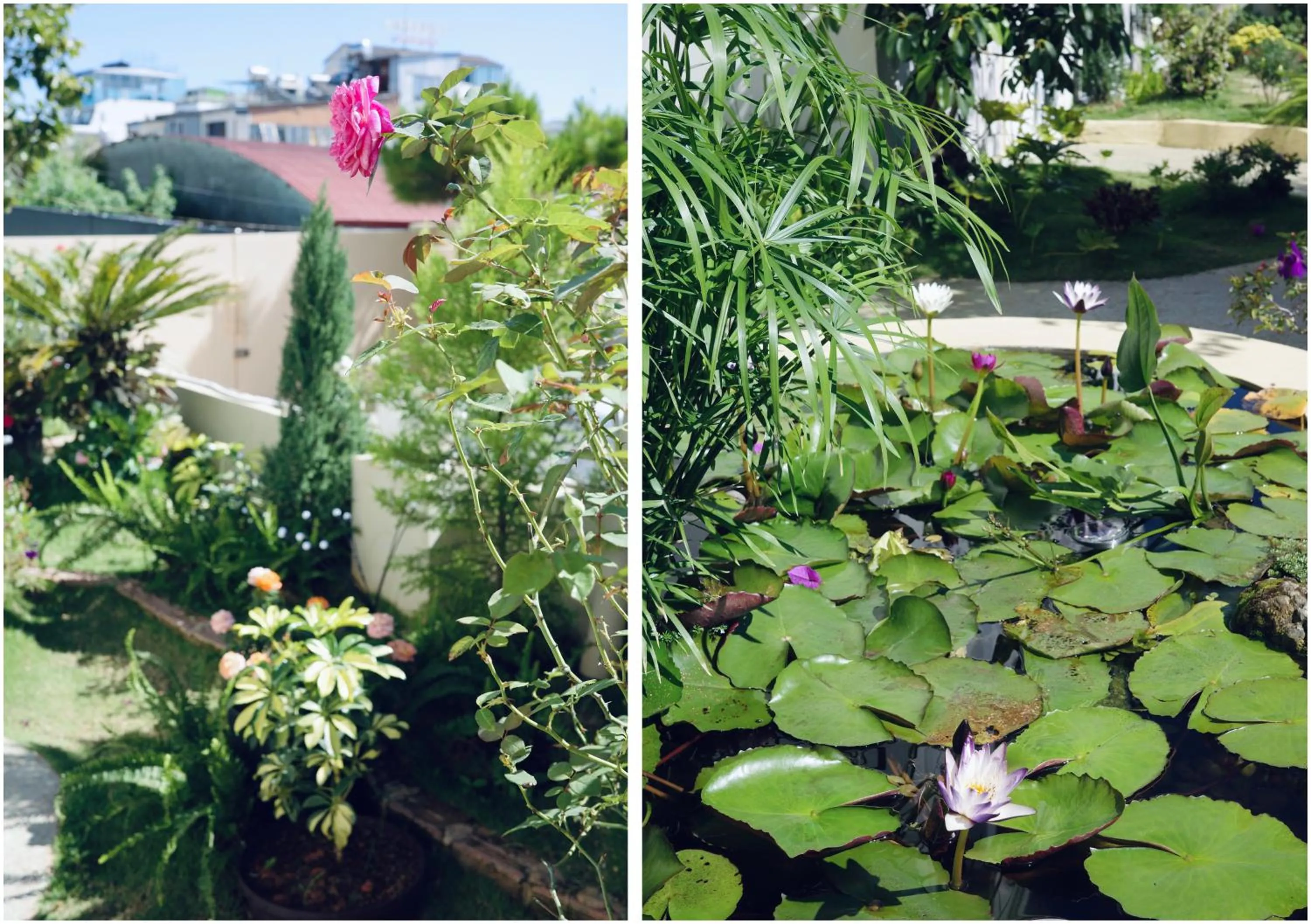 Garden in Le Macaron Garden Stay - City Boutique Hotel Da Lat