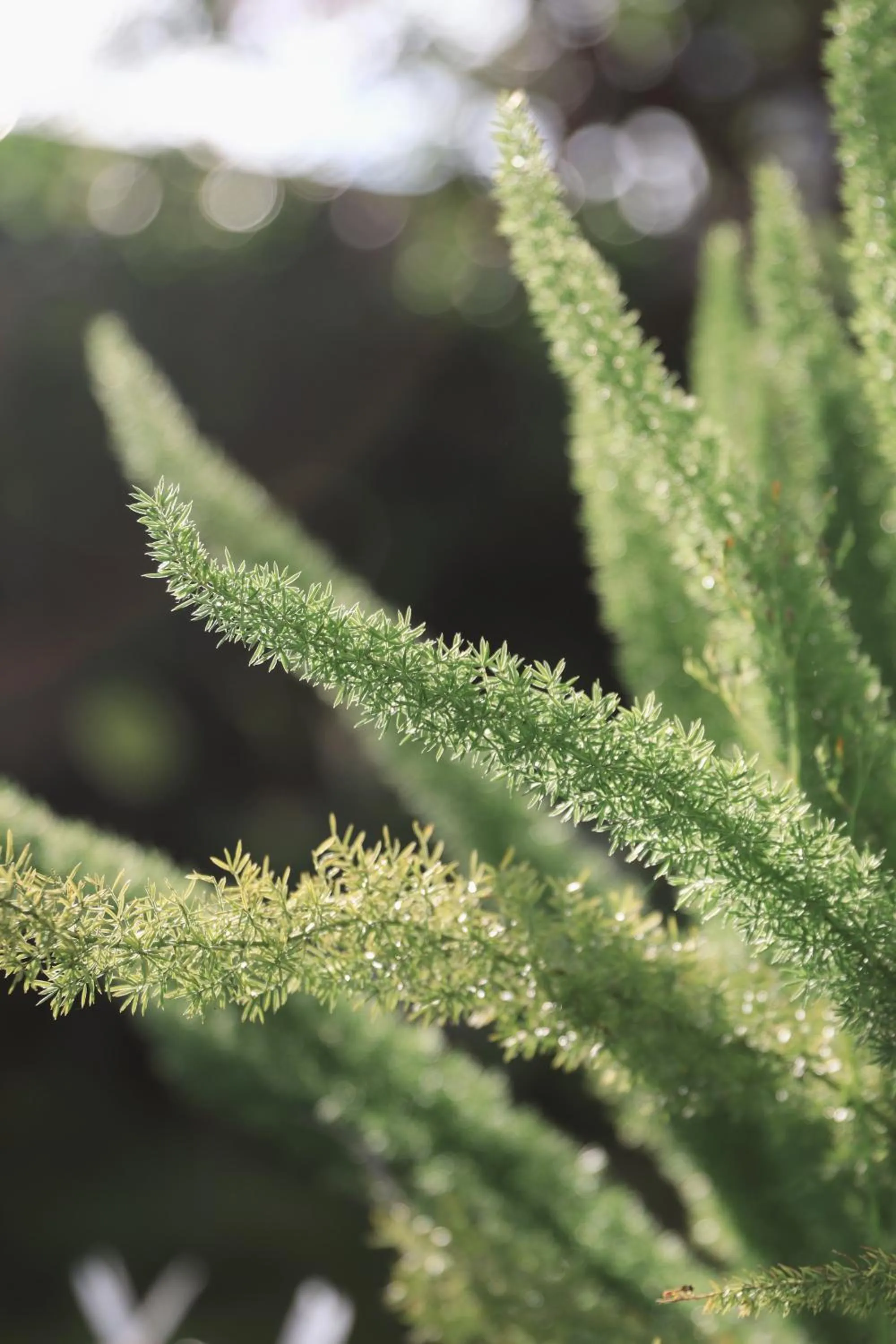 Le Macaron Garden Stay - City Boutique Hotel Da Lat