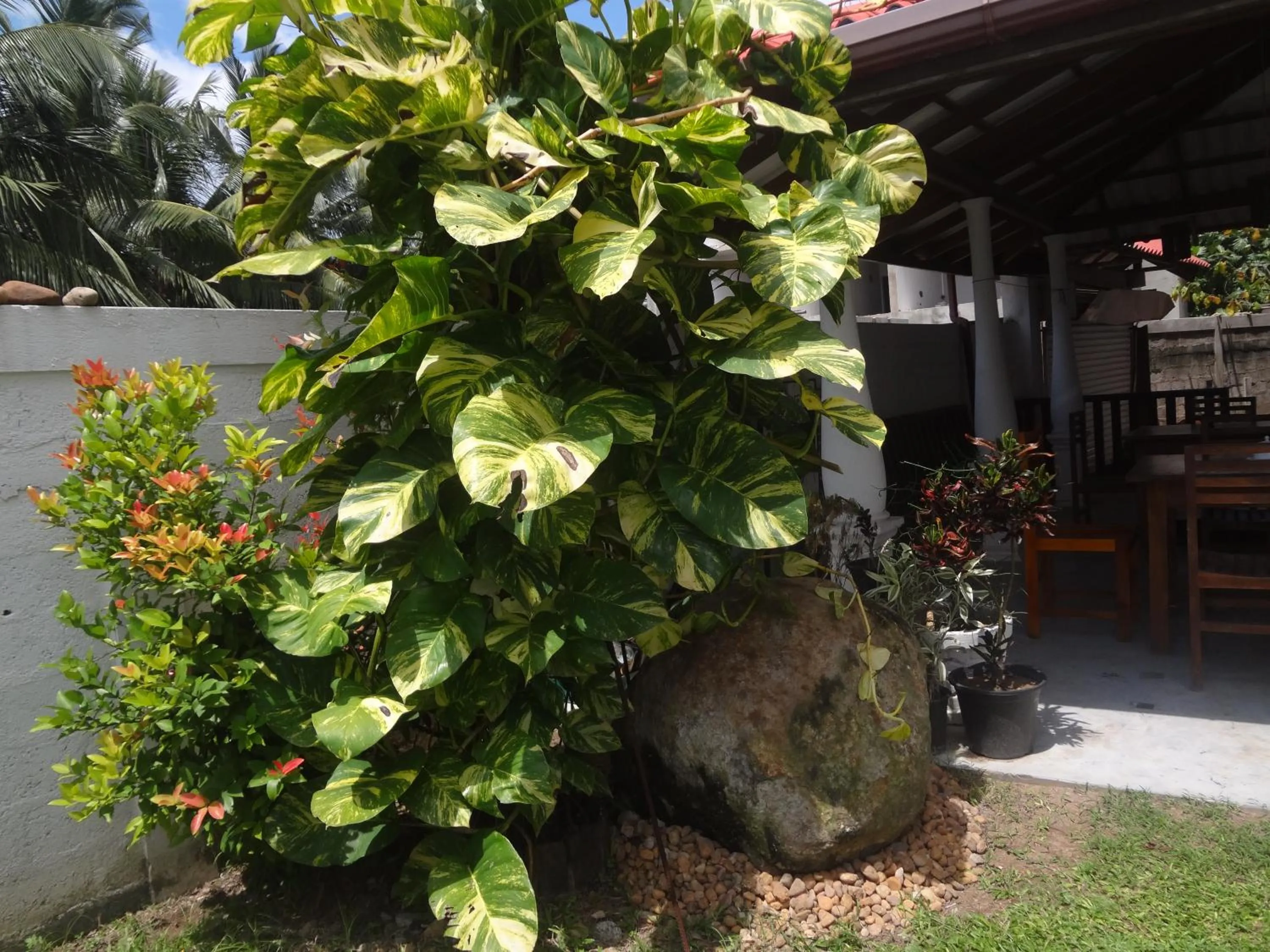 Ceylon Surf Guest and Restaurant