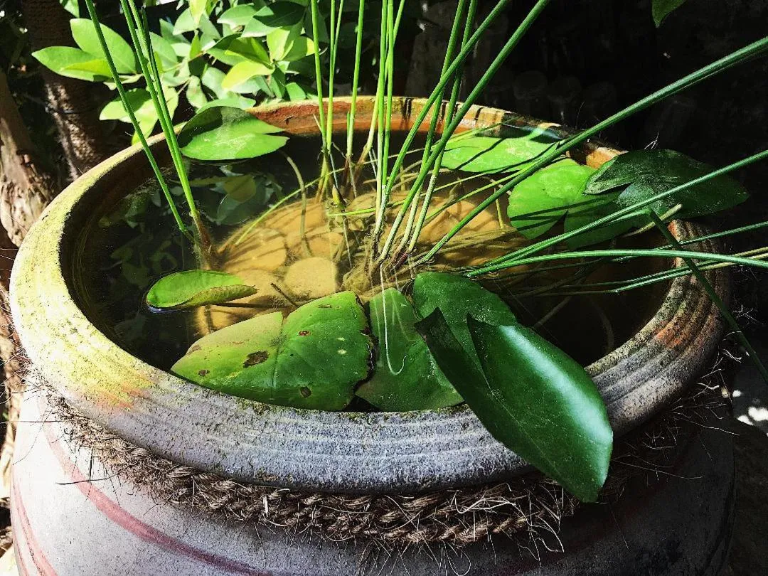 Ceylon Surf Guest and Restaurant