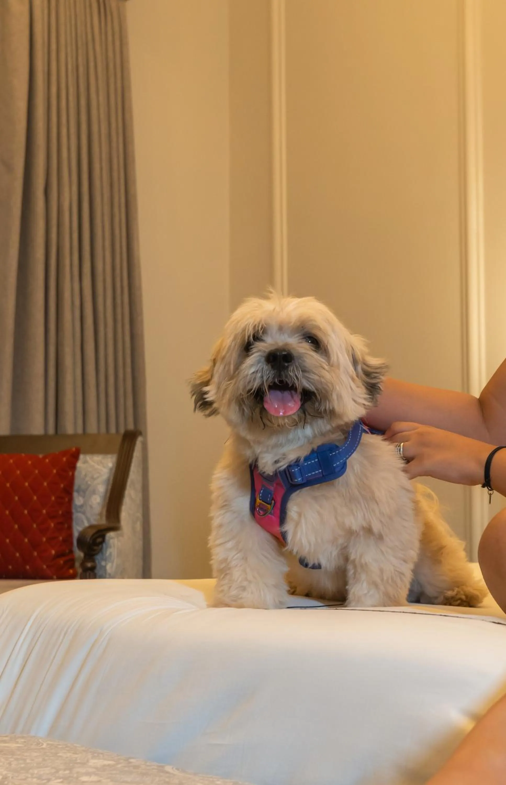 Pets in The Hills collective with private plunge pool My Downtown Hotel