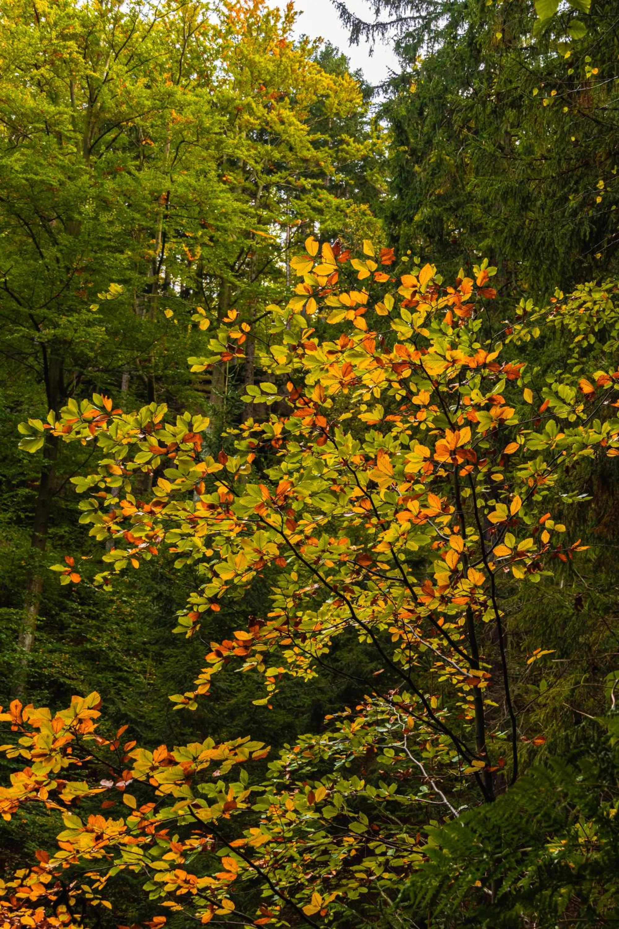 Natural landscape in Apartamenty Silva Szklarska Poręba