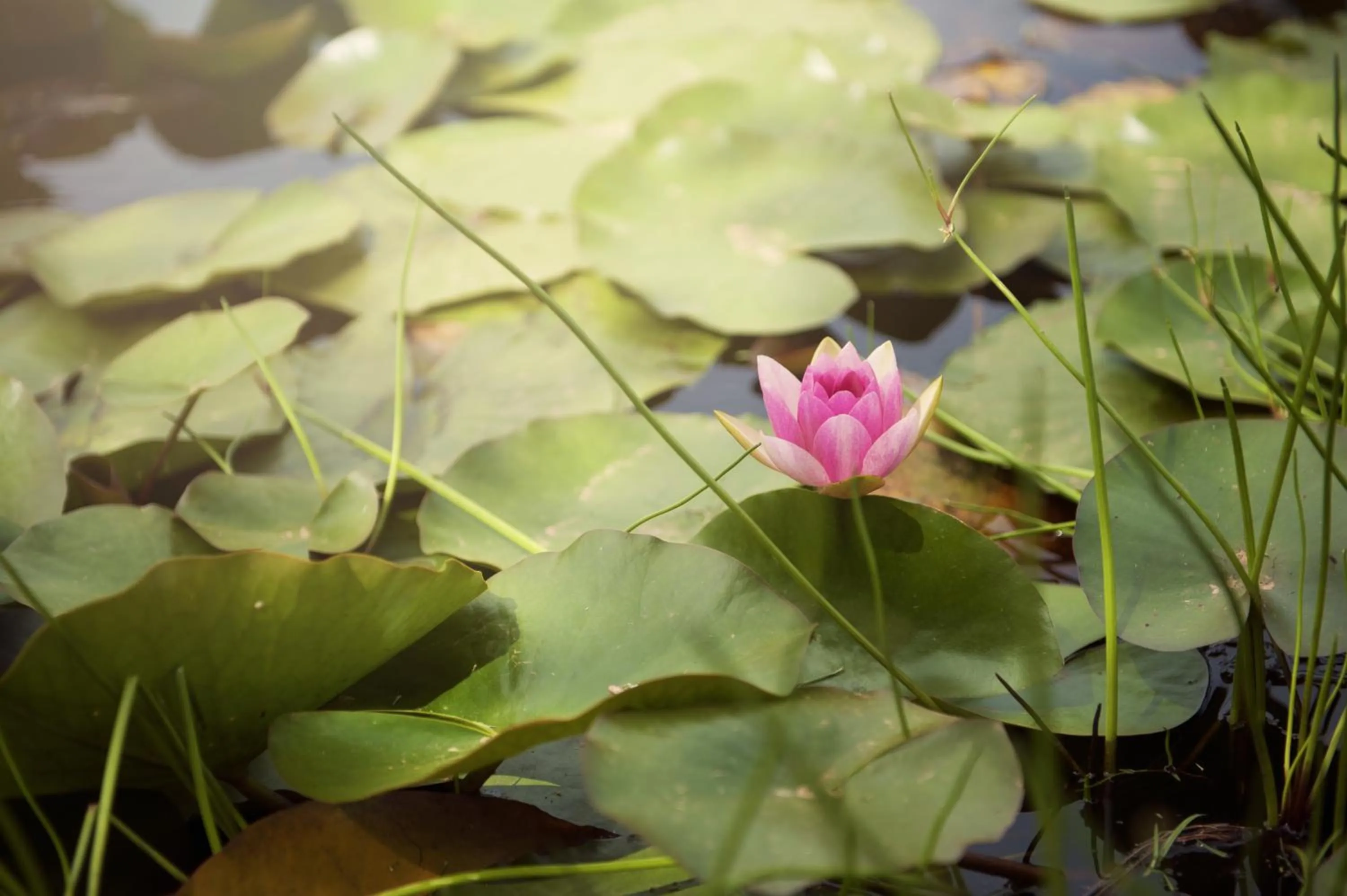Garden in ArendsRus Country Resort