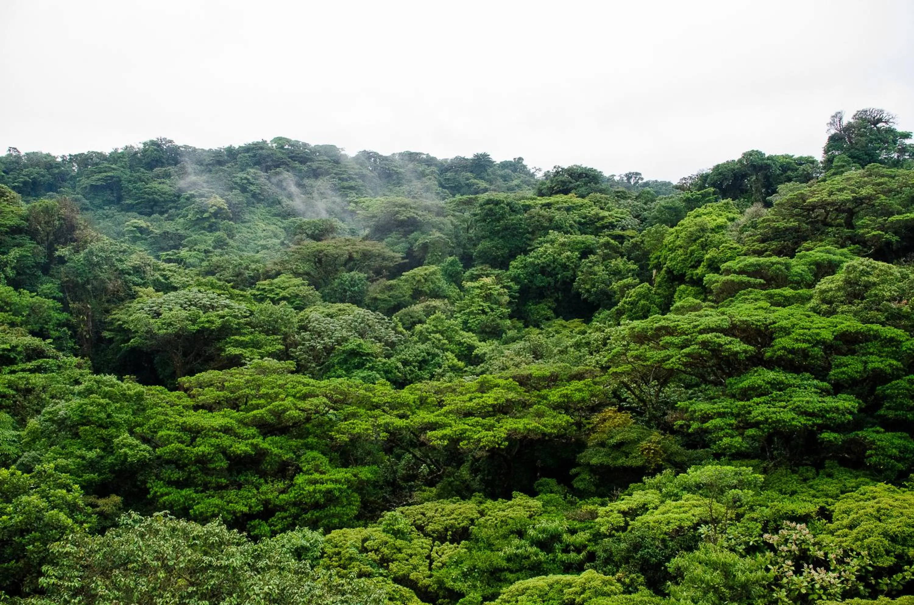 View (from property/room) in Jaguarundi Jungle Lodge - Monteverde