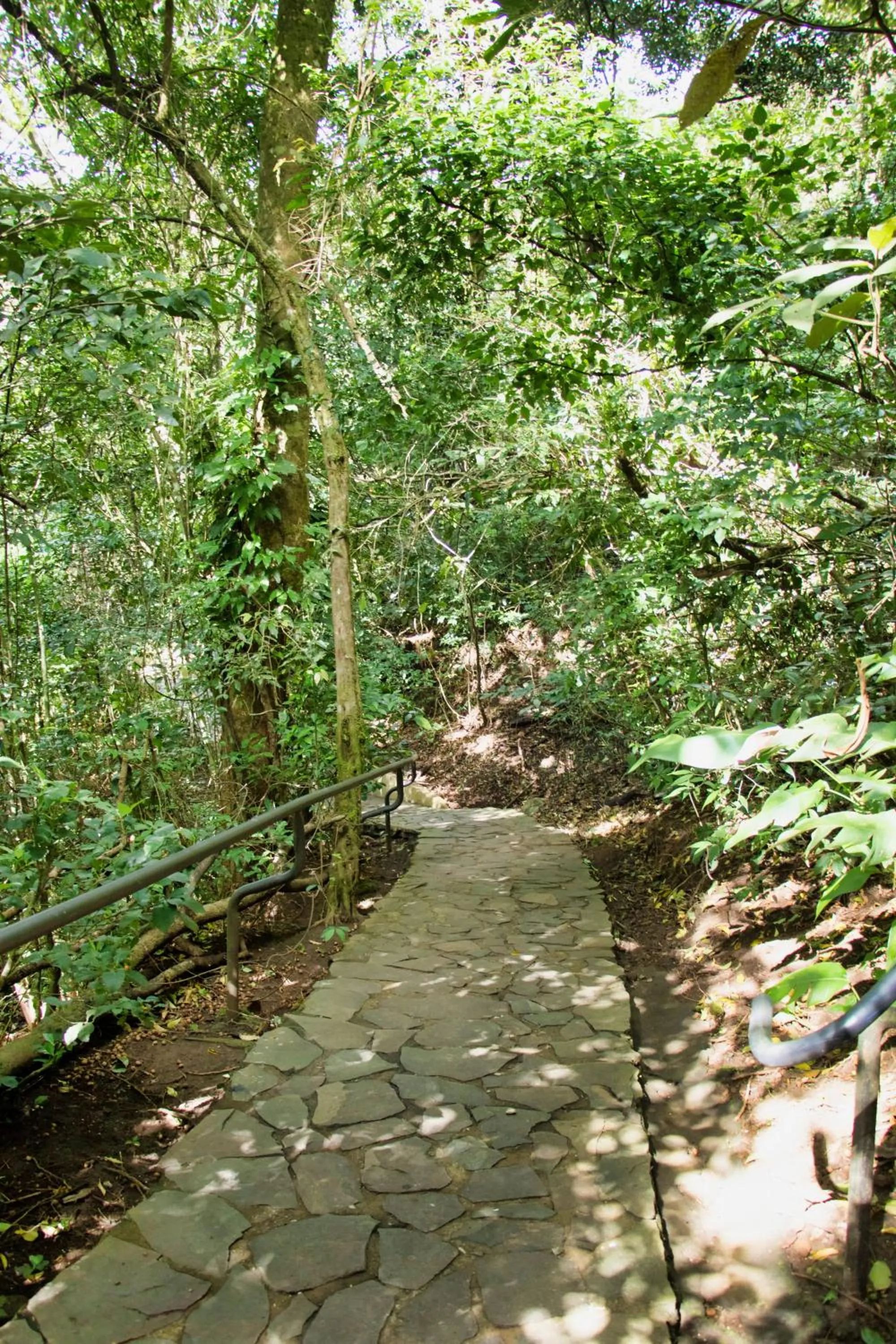 Natural landscape in Jaguarundi Jungle Lodge - Monteverde