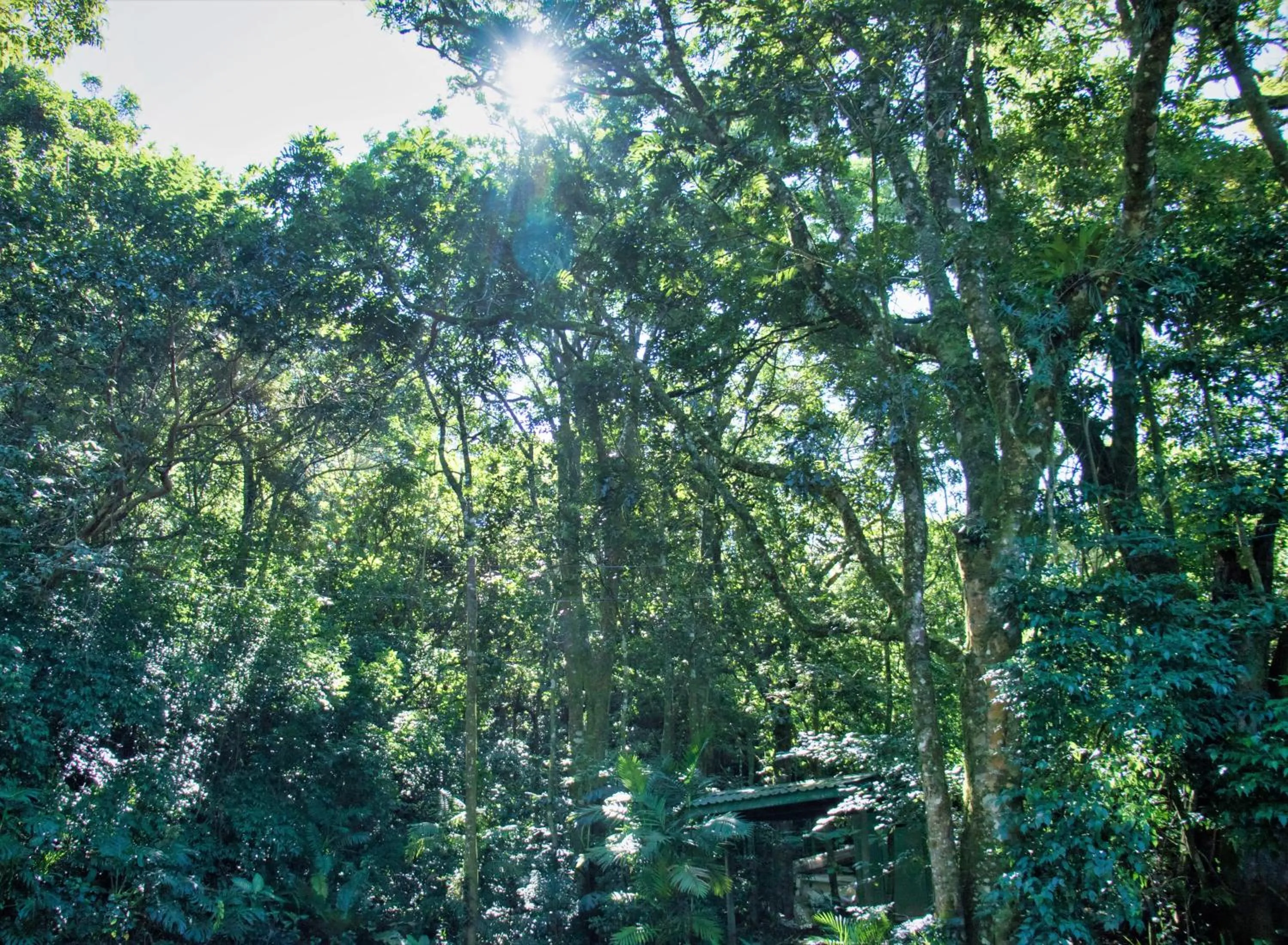 Natural landscape in Jaguarundi Jungle Lodge - Monteverde