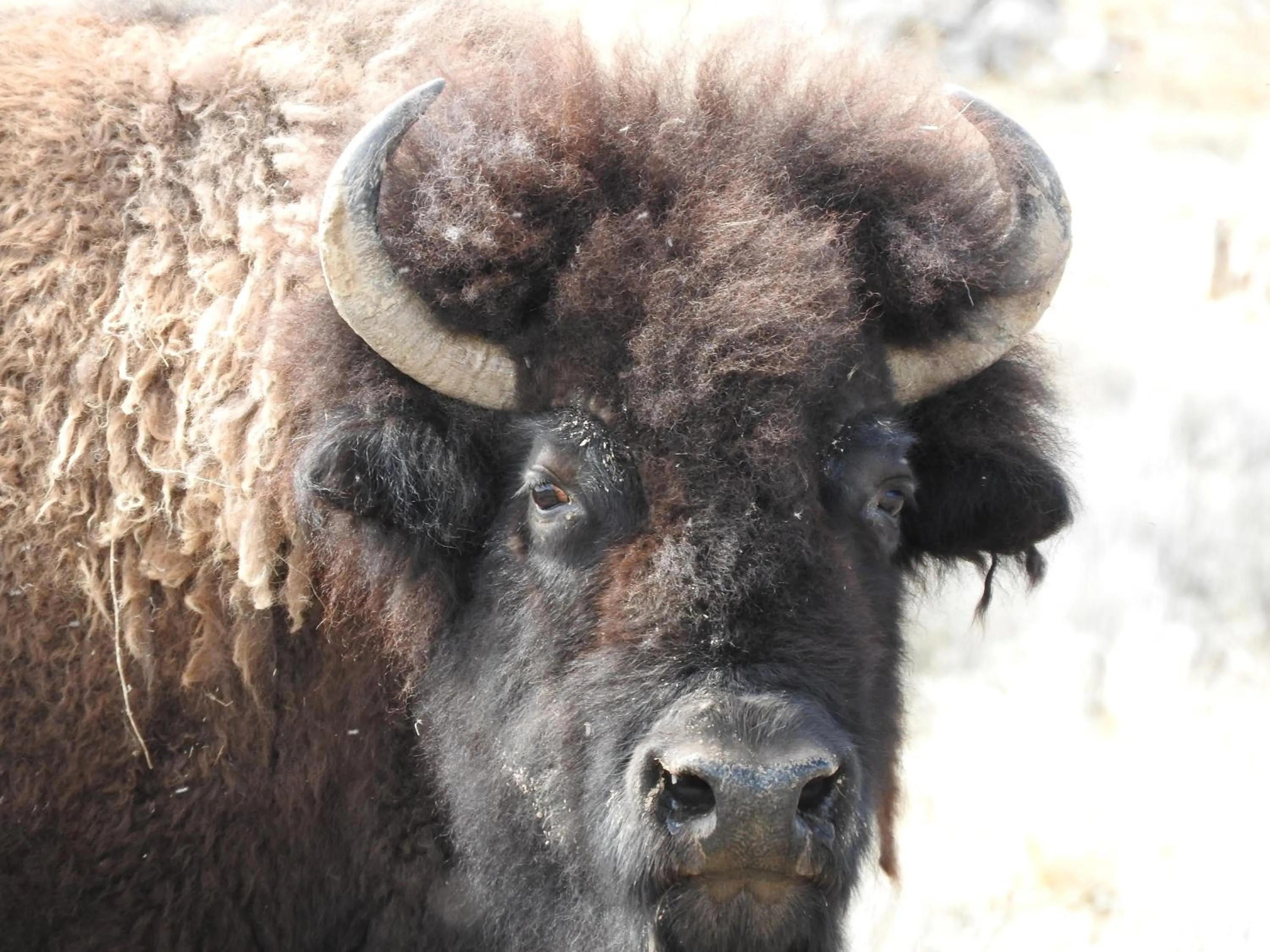 Animals in Rainbow Motel