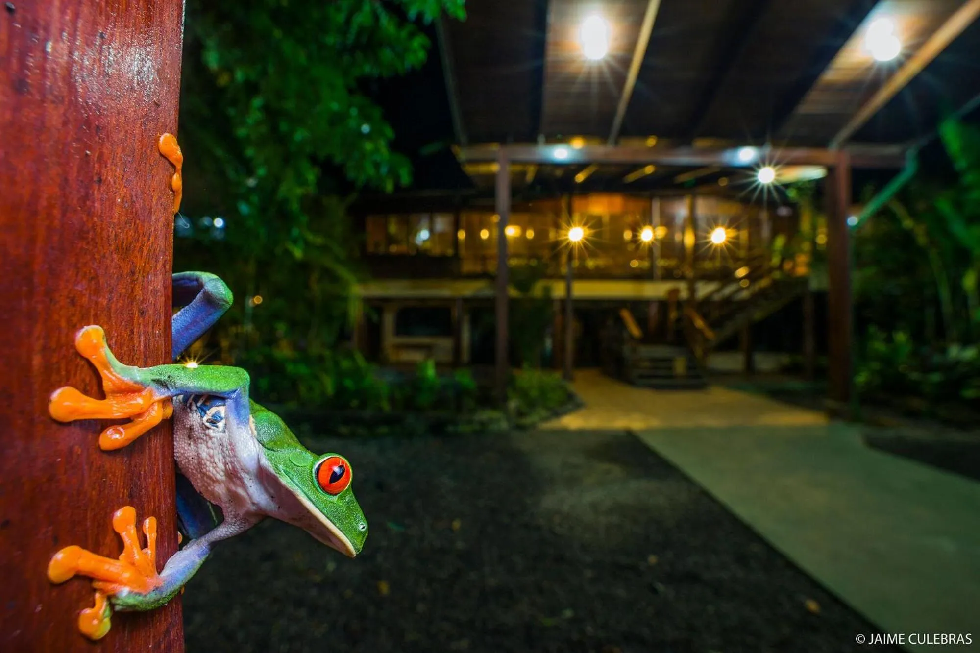 Property building in Selva Verde Lodge