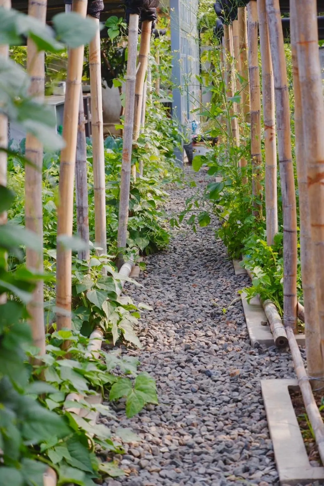 Garden in Garden House Rice Field and Mountain View