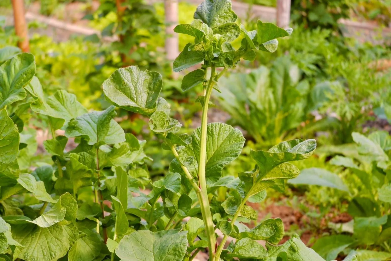 Day in Garden House Rice Field and Mountain View