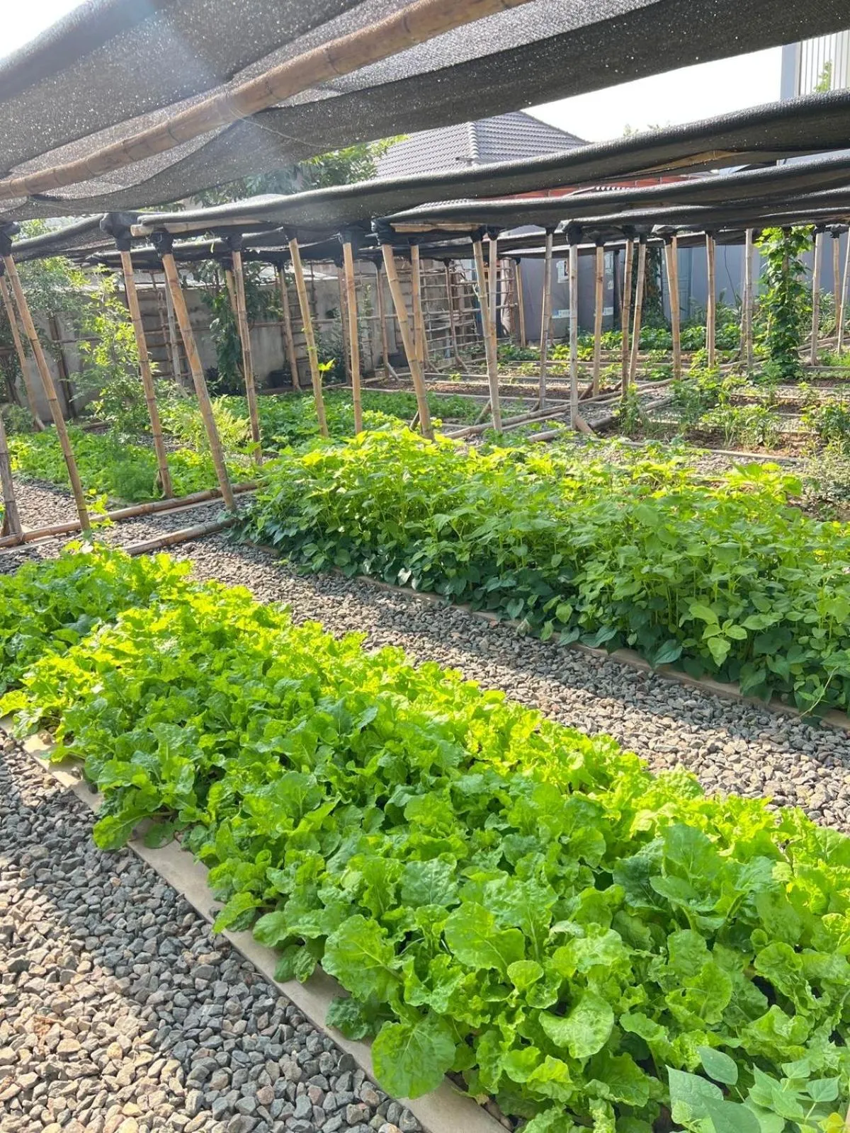 Day in Garden House Rice Field and Mountain View