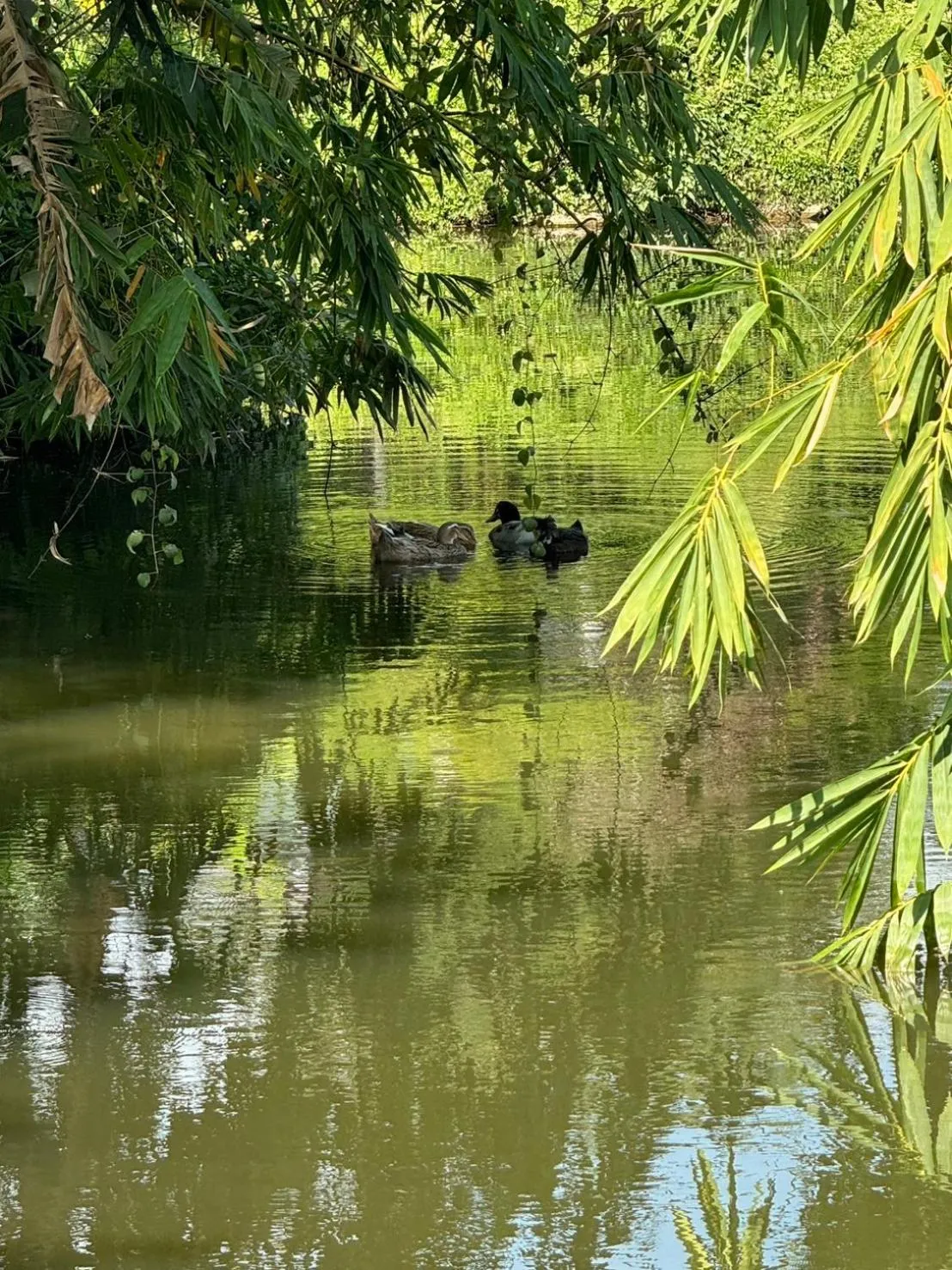 View (from property/room) in Garden House Rice Field and Mountain View