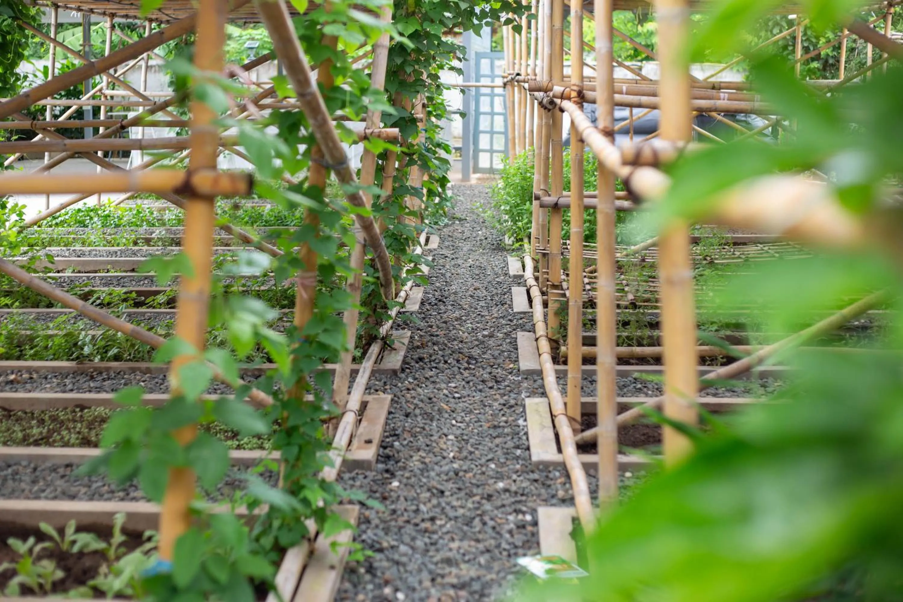Natural landscape in Garden House Rice Field and Mountain View