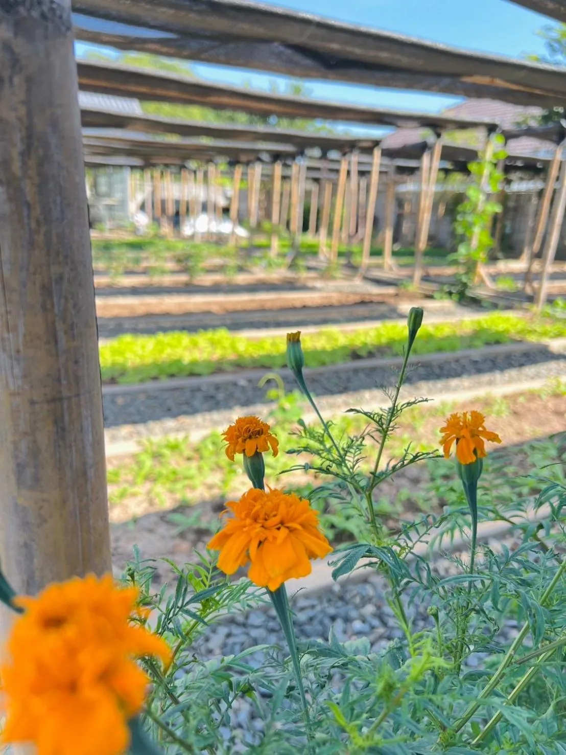 Property building in Garden House Rice Field and Mountain View