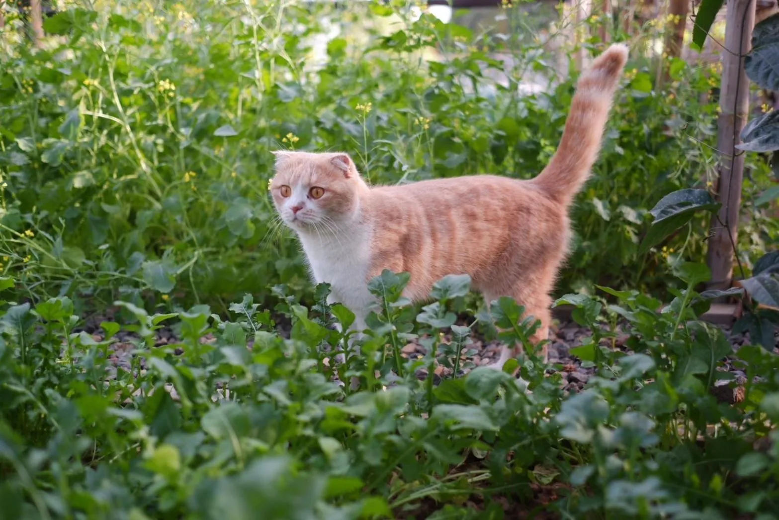 Pets in Garden House Rice Field and Mountain View