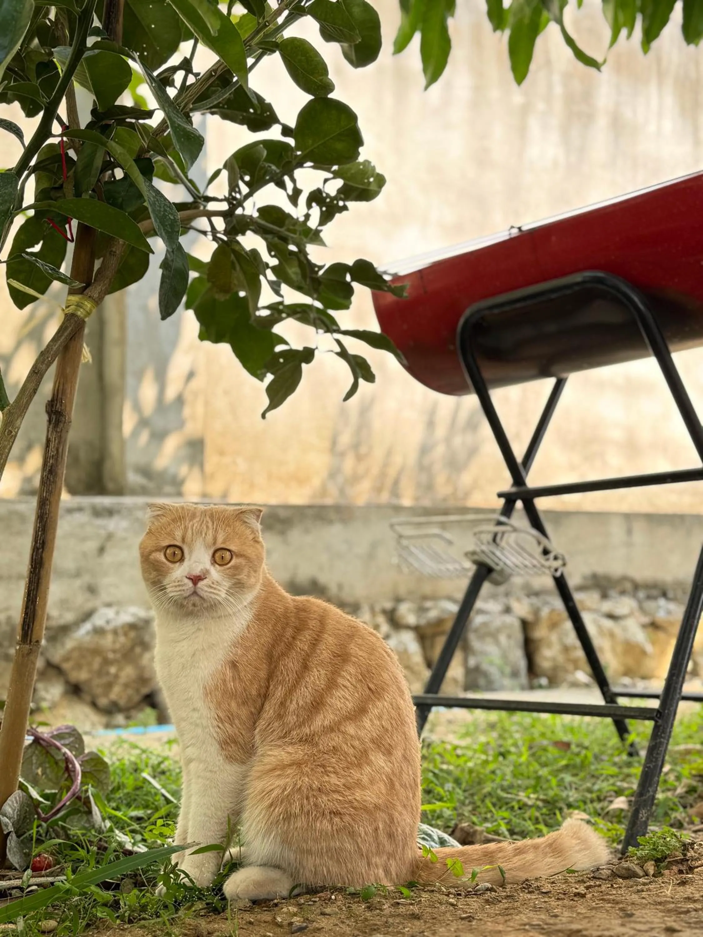 Garden in Garden House Rice Field and Mountain View
