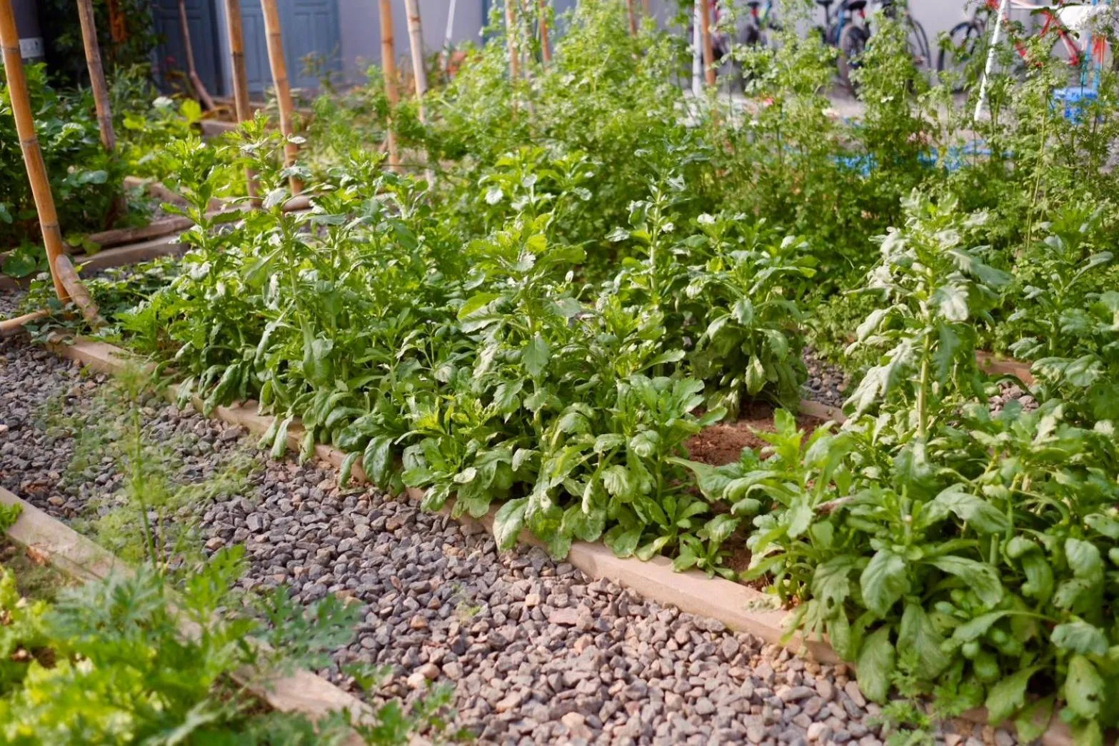 Garden in Garden House Rice Field and Mountain View