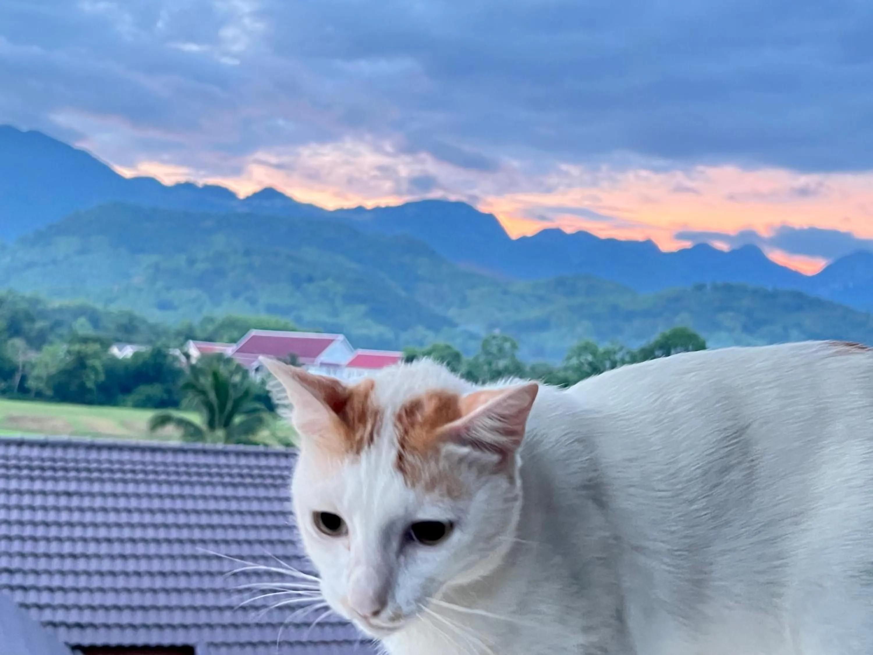 Natural landscape in Garden House Rice Field and Mountain View