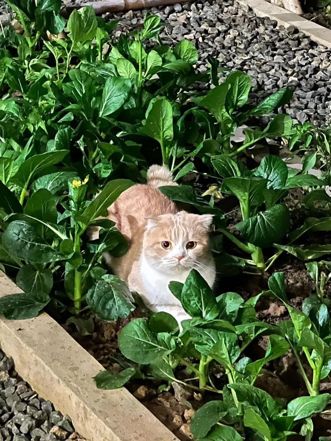 Property building in Garden House Rice Field and Mountain View