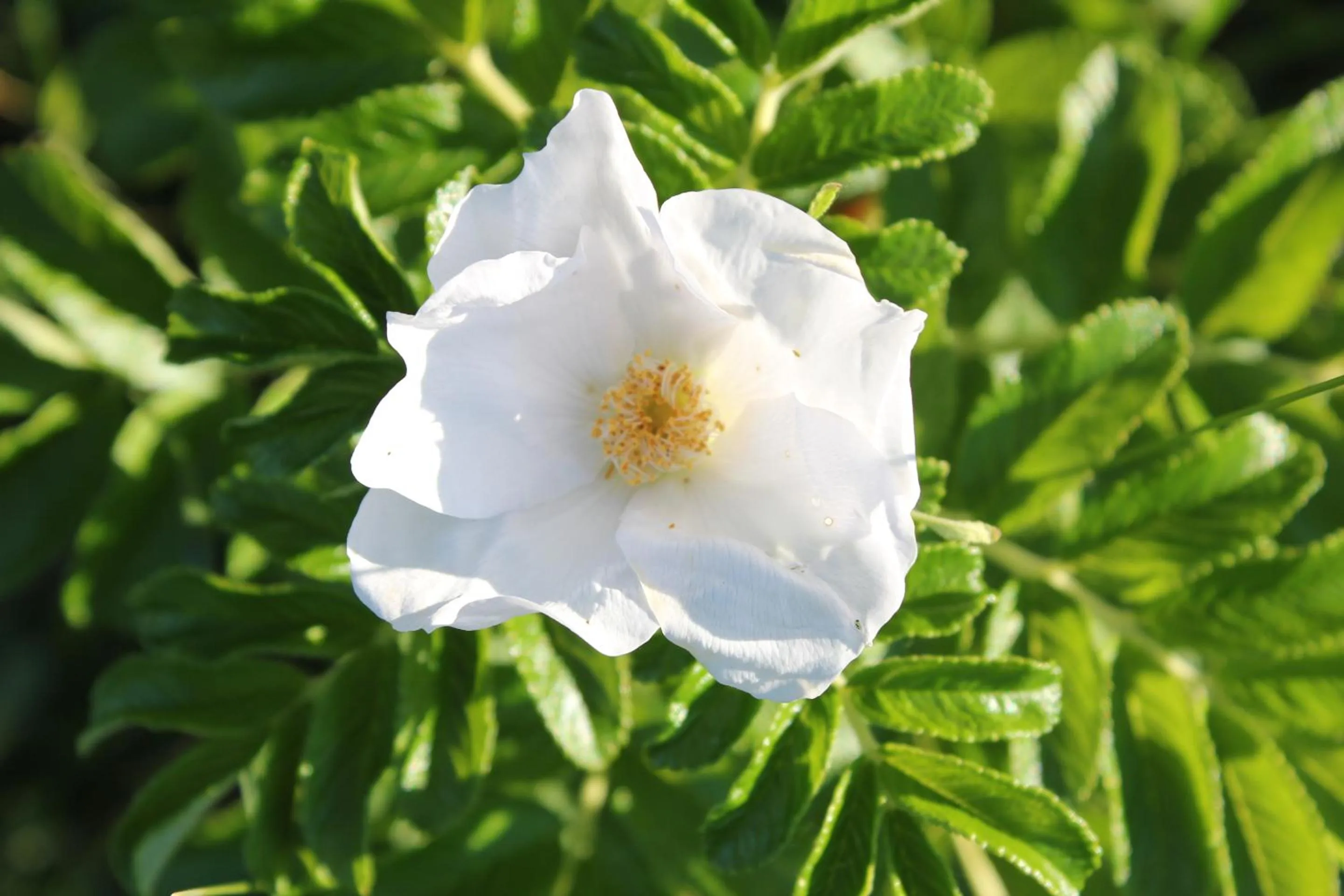 Natural landscape in Rosenhill B&B