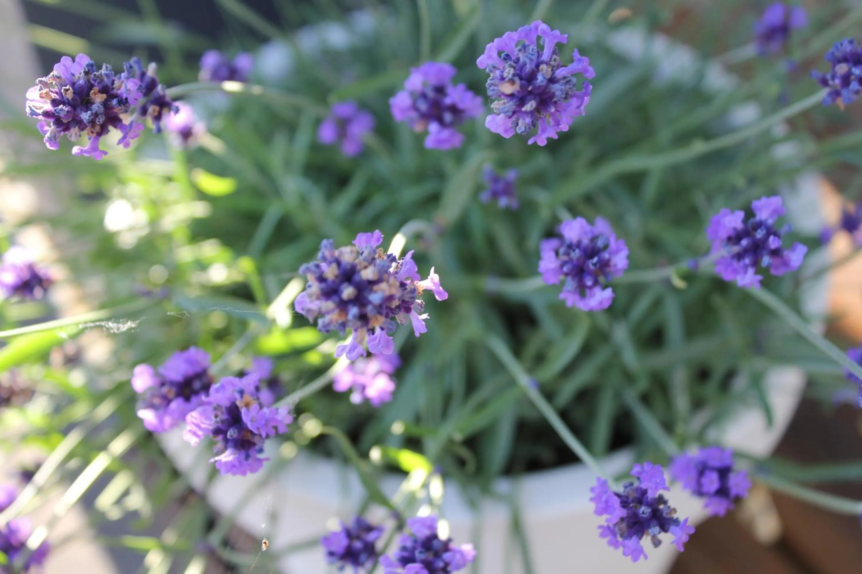 Natural landscape in Rosenhill B&B