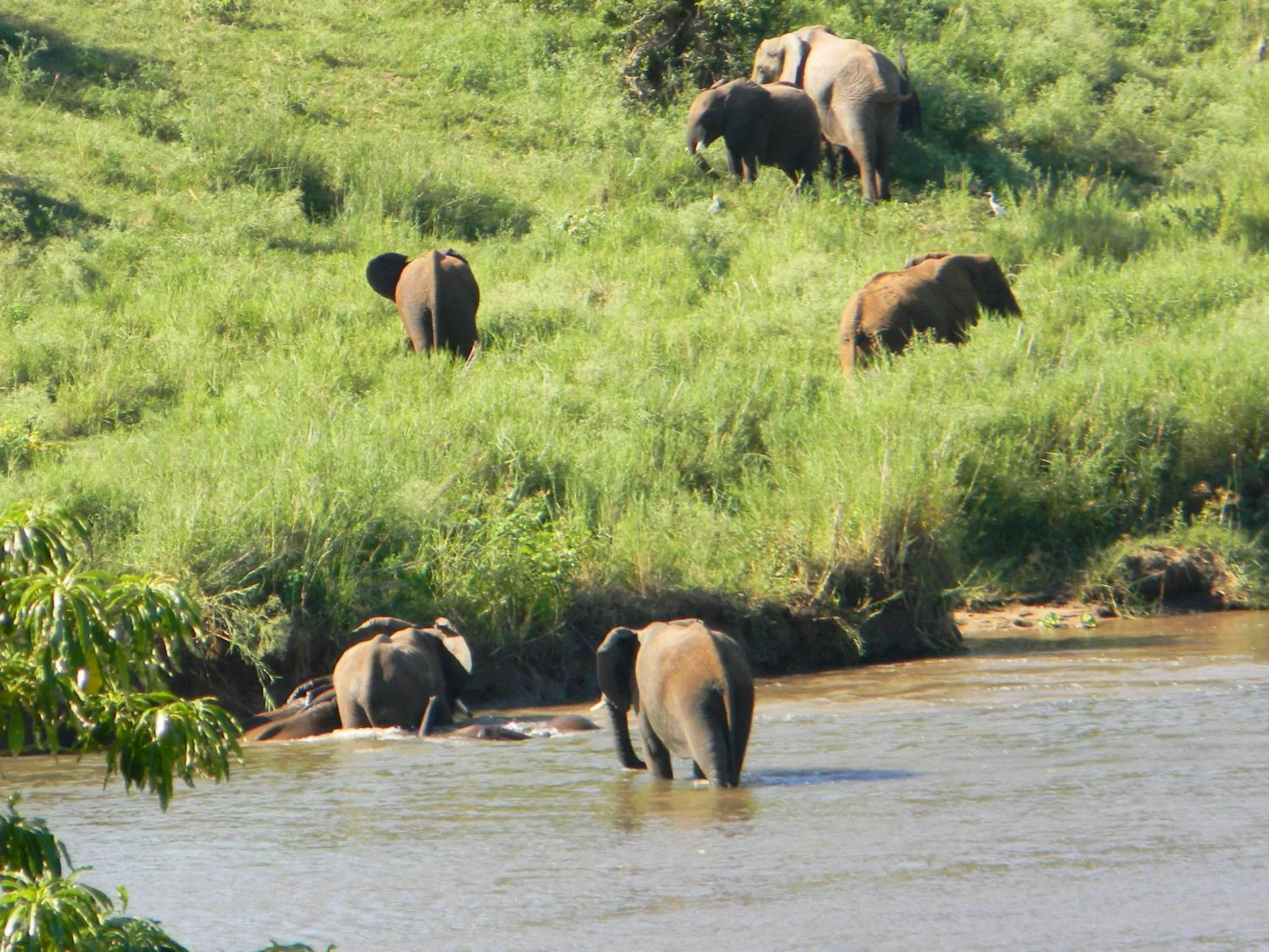 Animals in Kruger View Chalets