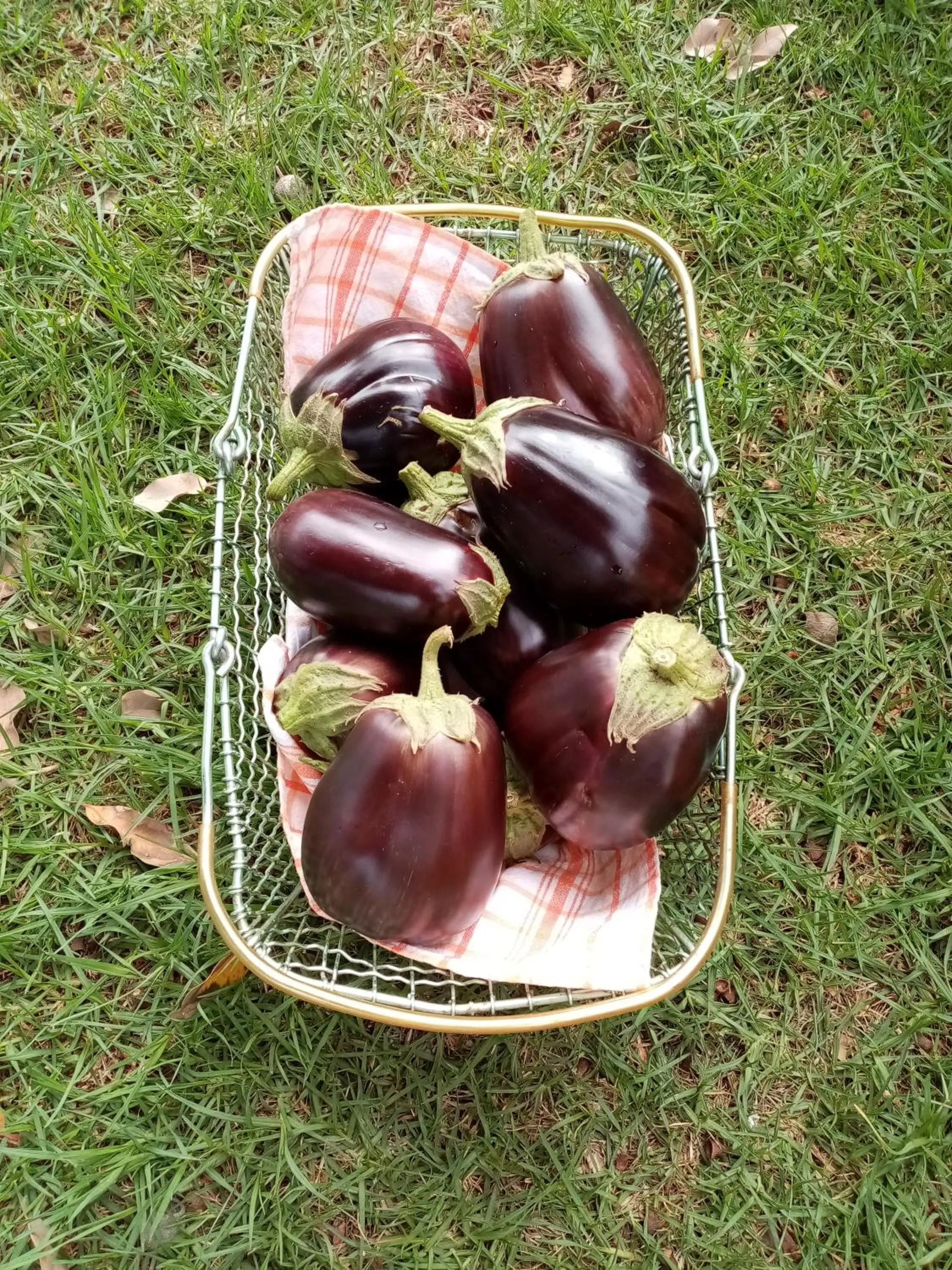 Shopping Area in Lighthouse Farm Backpackers Lodge