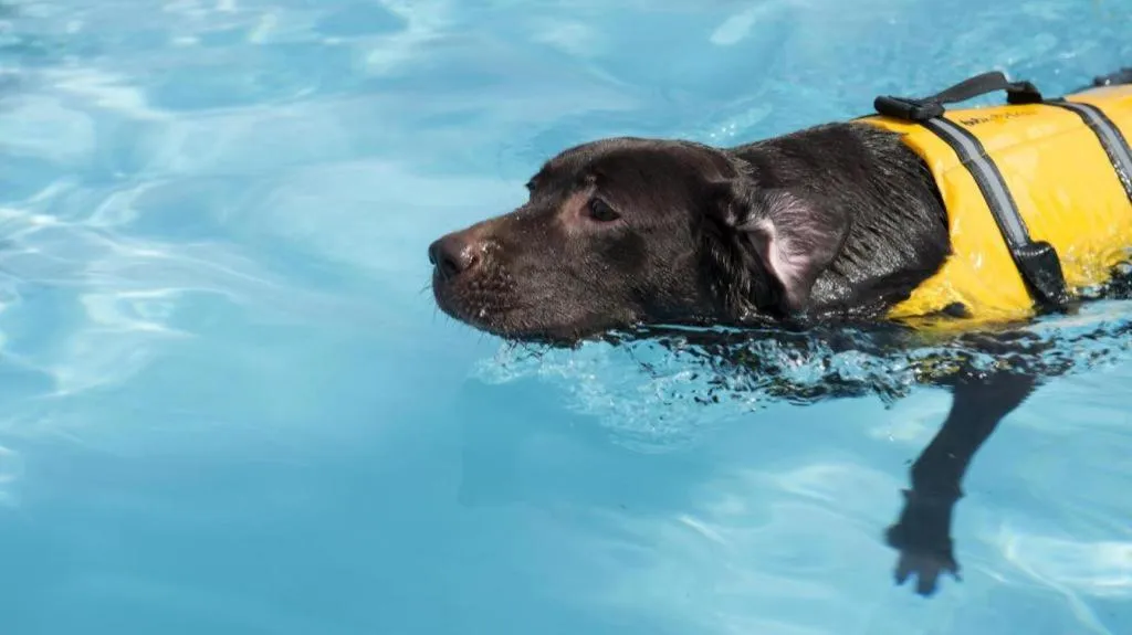 Izukogen Wanwan Paradise Condominium