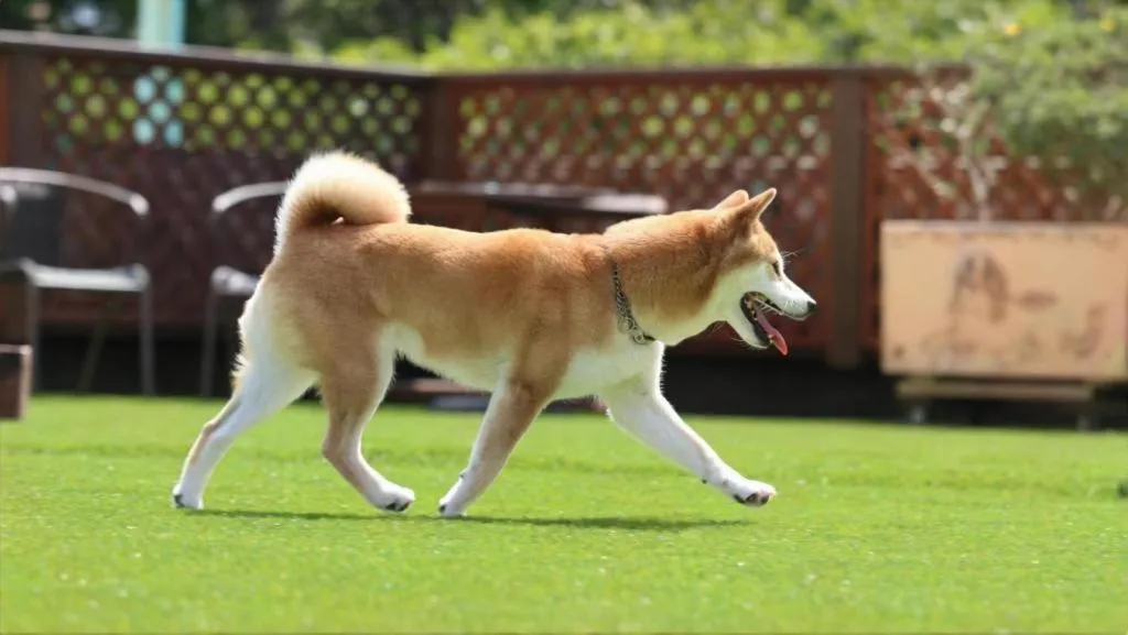 Izukogen Wanwan Paradise Condominium