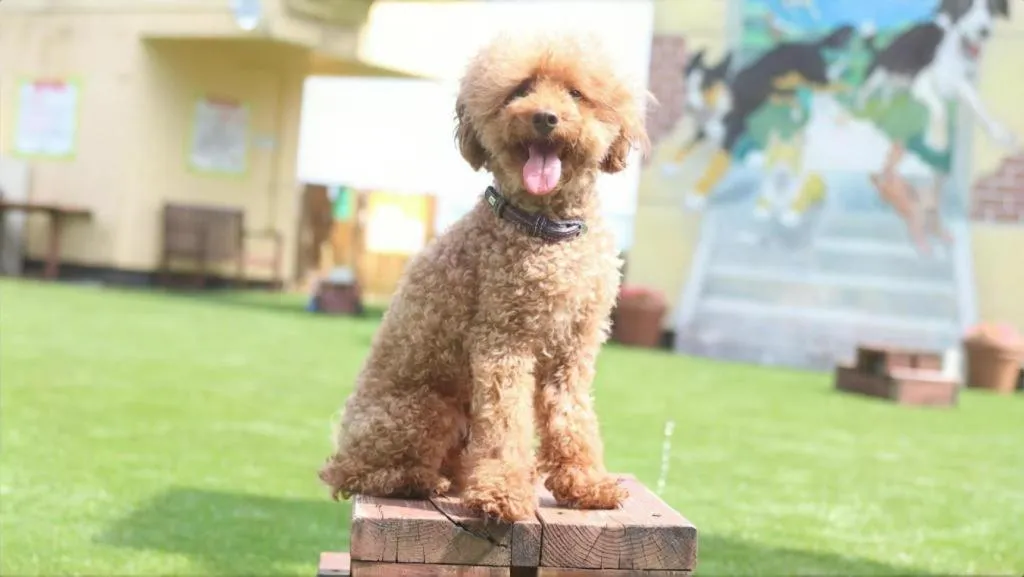 Izukogen Wanwan Paradise Condominium