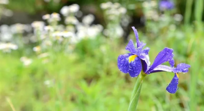 Yufuin Onsen Yufuin Nanairo no Kaze
