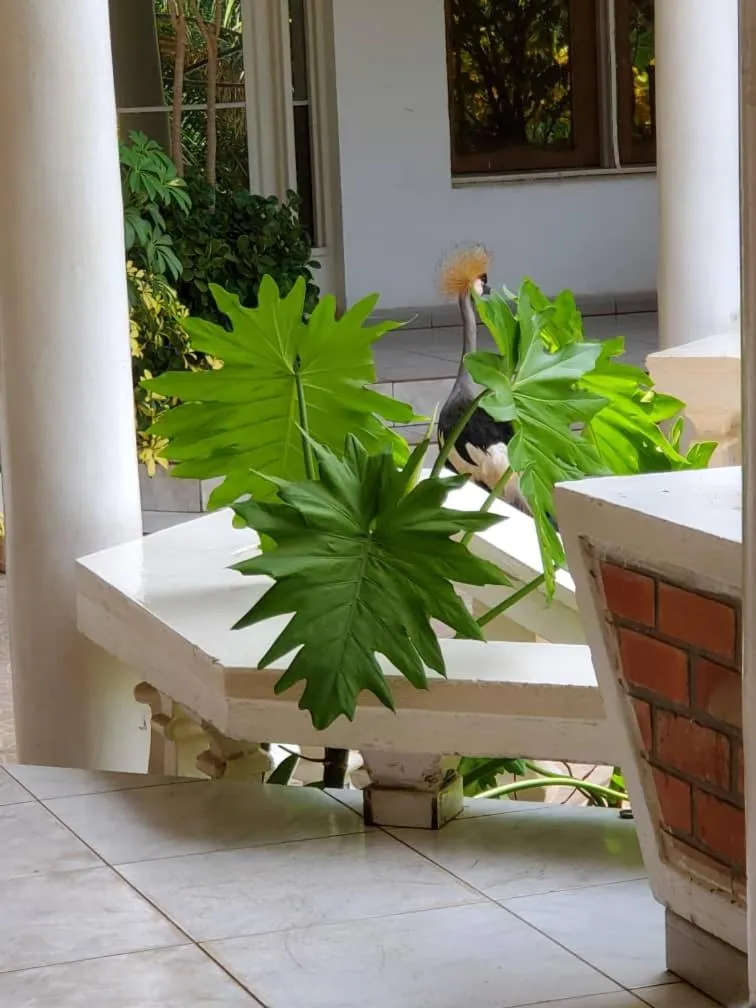 Breakfast in Kiriri Residence Hotel